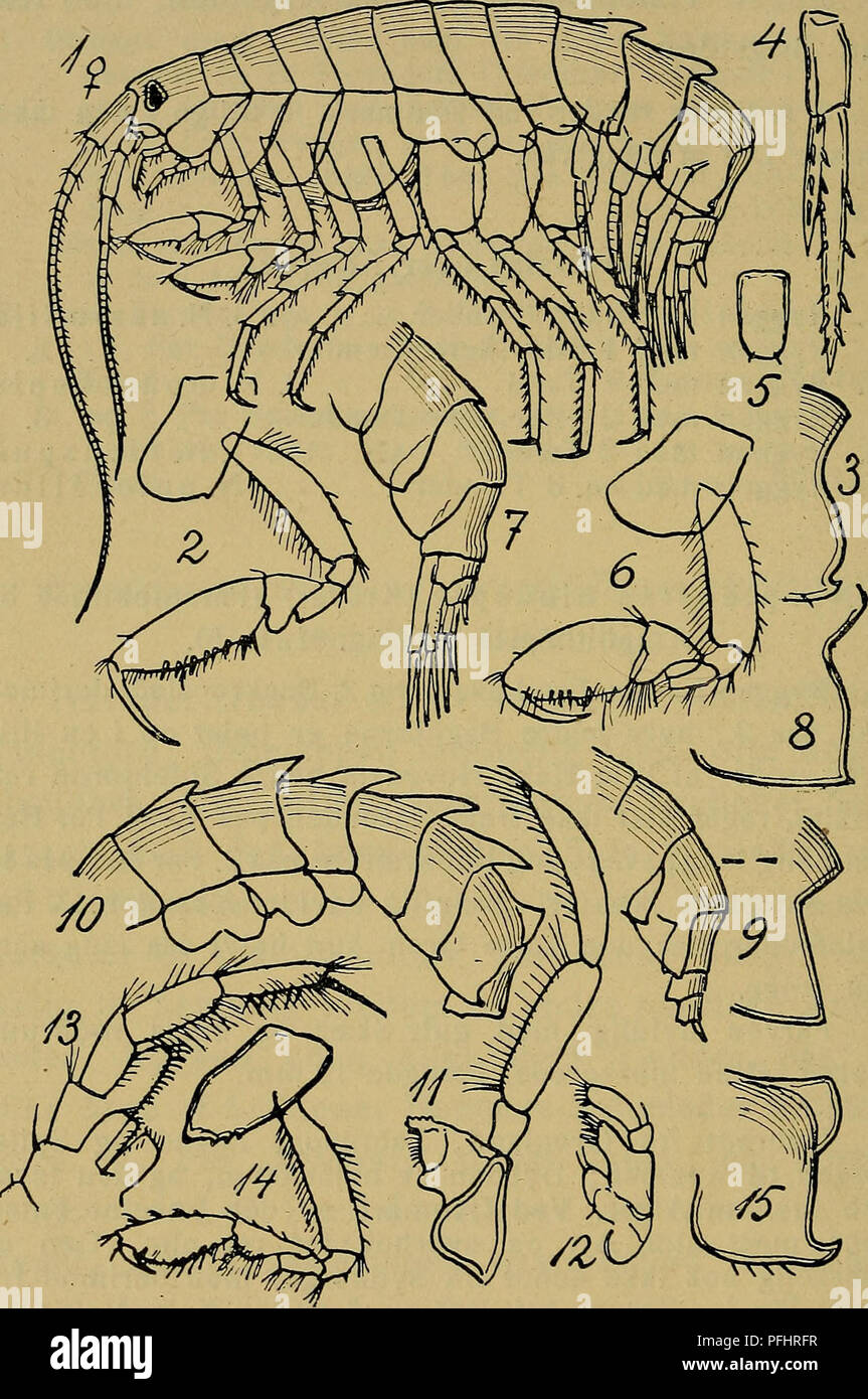 . Danmarks Fauna; illustrerede haandbøger über den Danske dyreverden... 246. Abb. 51. Neopleustes. 1 - 5: N. bicuspis (1. Gleichheit Ben, 3. Bagkrops-LED, 3. Halefod, Haleplade). - 6 - 8: N. monocuspis (1. Gleichheit Ben, Bagkrop og Hale, 3. Bagkropsled). - 9: N. assimilis (Bagkrop, Hale og 3. Bagkropsled). - 10 - 15: N. Pulchellus (3 sidste Krop-led-og Bagkrop, Kindbakke, 1. Gleichheit Kaeber, Kaebefødder, 1. Gleichheit Ben, 3. Bagkropsled).. Bitte beachten Sie, dass diese Bilder extrahiert werden aus der gescannten Seite Bilder, die digital haben für die Lesbarkeit verbessert - Färbung und Aussehen dieser Abbildungen können nicht perfe Stockfoto