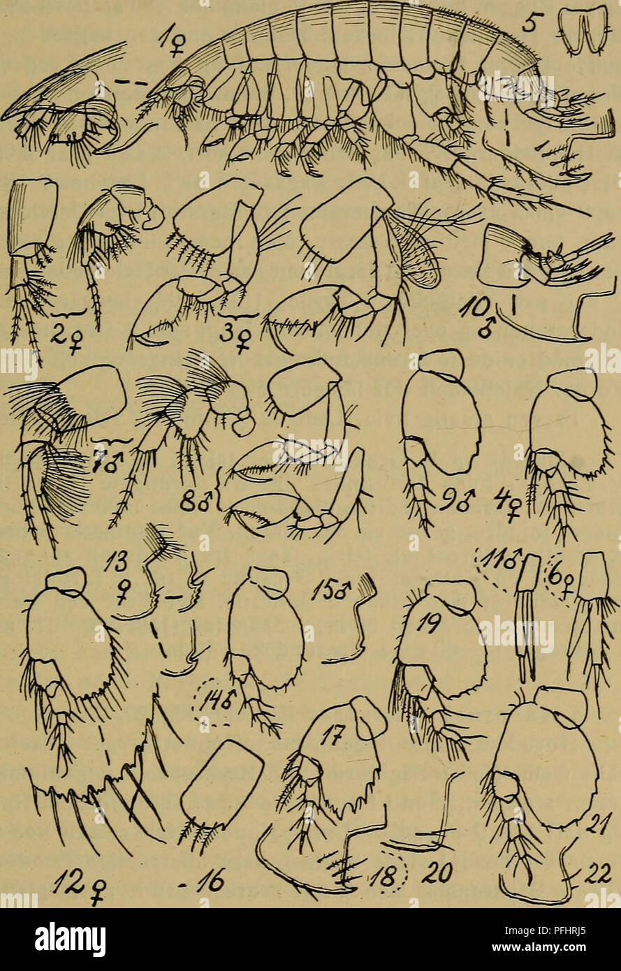 . Danmarks Fauna; illustrerede haandbøger über den Danske dyreverden... 141. Abb. 27. Harpinia. 1 - 11: H. antennaria (Følehorn af $, zu første Par Ben af $, 7. Gleichheit Ben af $, Haleplade, 3. Halefod af $, Føle - Horn af $, zu første Par Ben af?, 7. Gleichheit Ben af $, 3. Bag-kropsled og Hale af&lt; J, 3. Halefod af $. - 12 - 15: H. crenu-Lata (7. Gleichheit Ben af $, 3. Bagkropsled af $ og c?, 7. Gleichheit Ben af #). - 16 - 18: H. Larix spp (Sideplade bis 2. Gleichheit Ben, 7. Gleichheit Ben, 3^ Bagkropsled). - 19 - 20: H. Truncata (7. Gleichheit Ben, 3. Bag-kropsled). - 21 - 22: H. laevis (samme Dele).. Bitte beachten Sie, dass diese Bilder sind e Stockfoto