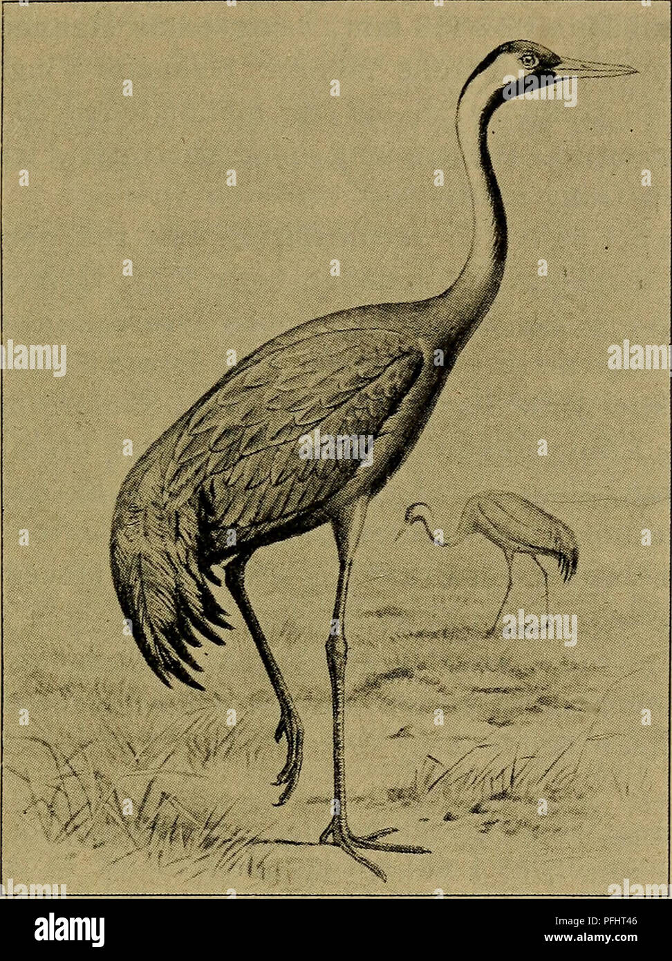 Dieses illustrierte Handbuch der dänischen Fauna bietet eine detaillierte Beschreibung der Tierwelt des Landes, wobei der Schwerpunkt auf Vogelarten wie dem Kran liegt. Sie umfasst sowohl visuelle Darstellungen als auch schriftliche Beschreibungen von Tiermerkmalen und Lebensräumen. Stockfoto