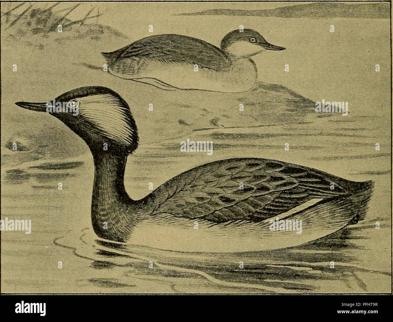 . Danmarks Fauna; illustrerede haandbøger über den Danske dyreverden... 14 bagtil ér noget nedadbøjede; ogsaa Bagkindens sorte Fjer er staerkt saaledes forlaengede, an en tydelig Fjerkrave dannes. Rygsiden brunsort; de smaa Vingedaekfjer og Vingeranden graabrune, Undervingedaekfjerene, de Inder-ste Haandsvingfjer og Armsvingfjerene hvide. Bryst og Bug silkeagtig renhvide. Kropsiderne graasorte opadtil Bredt kantet Med kastaniebrunt; Hos Hunnen er Räude. Schwein. 3. Sorthalset Lappedykker. (Efter aplin ich Britische Vögel). Ofte kastaniebrunlige Forbrystet Fjer paa. Han ogfHun iøvrigt ens, den sidste Blot Stockfoto