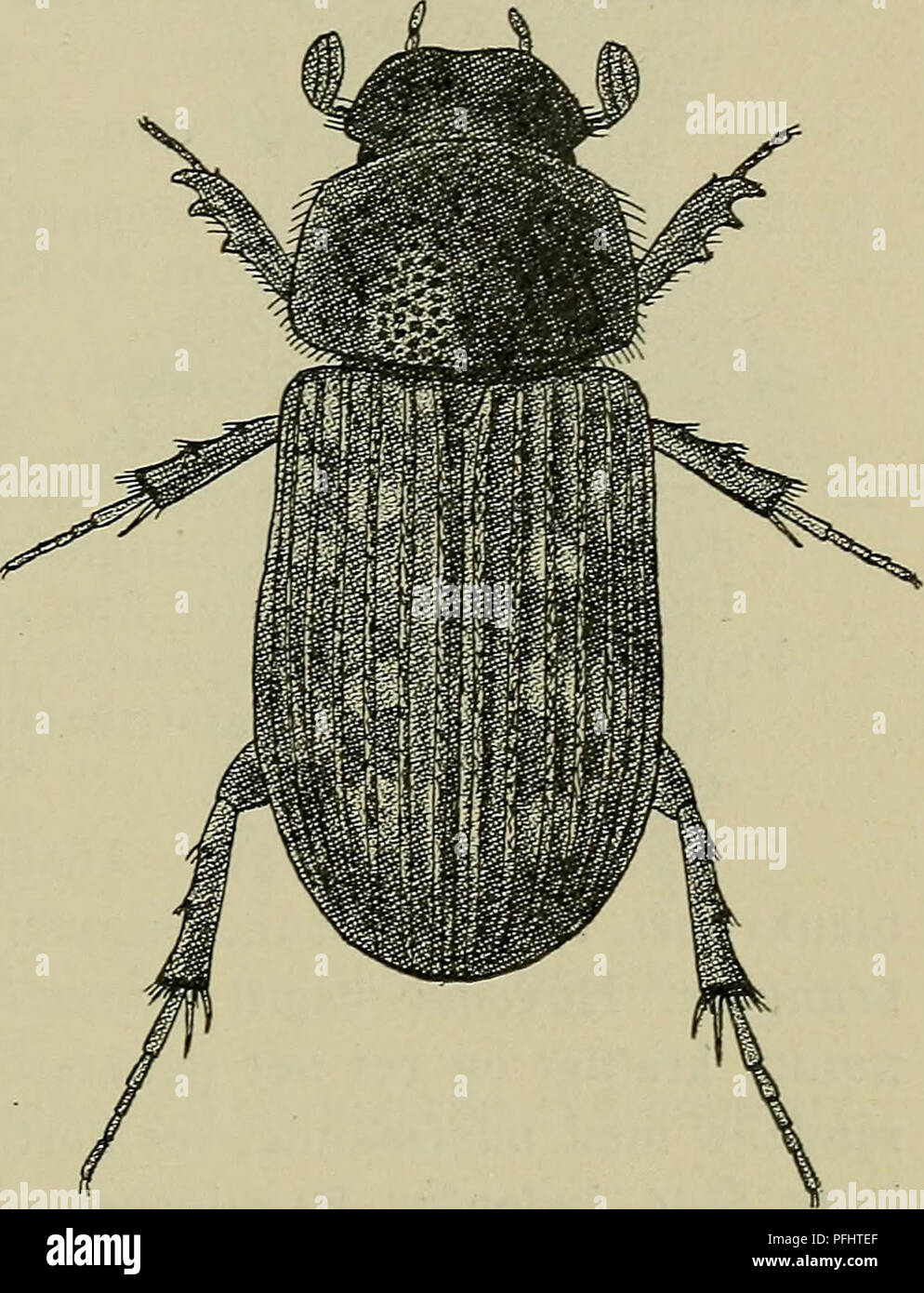 . Danmarks Fauna; illustrerede haandbøger über den Danske dyreverden... 71 3. H. testudinårius Fabrikationsnr. (Abb. 22). Temmelig Matte, Sortieren, Vingedaekkerne lysere Eller mørkere Brune, med smaa gullige Pletter, Benene og Følehornssvøben brun - røde. Hovedet fortil Fint kornet. Kinderne omtrent ret-vinklede. Pronotum kraftigt og meget tät punkteret, Siderand - behaaringen omtrent af samme Laengde som hos den Vorderteil - gaaende. Vingedaek-Kernes Laengderibber blanke, paa hver Seite med en Raekke Haar - baerende Punkter, Rib-bemellemrummene Brede, og meget Matt, spredt lidet dybt punkterede. Laengde 3 - 3,5 mm. (^: forsk Stockfoto