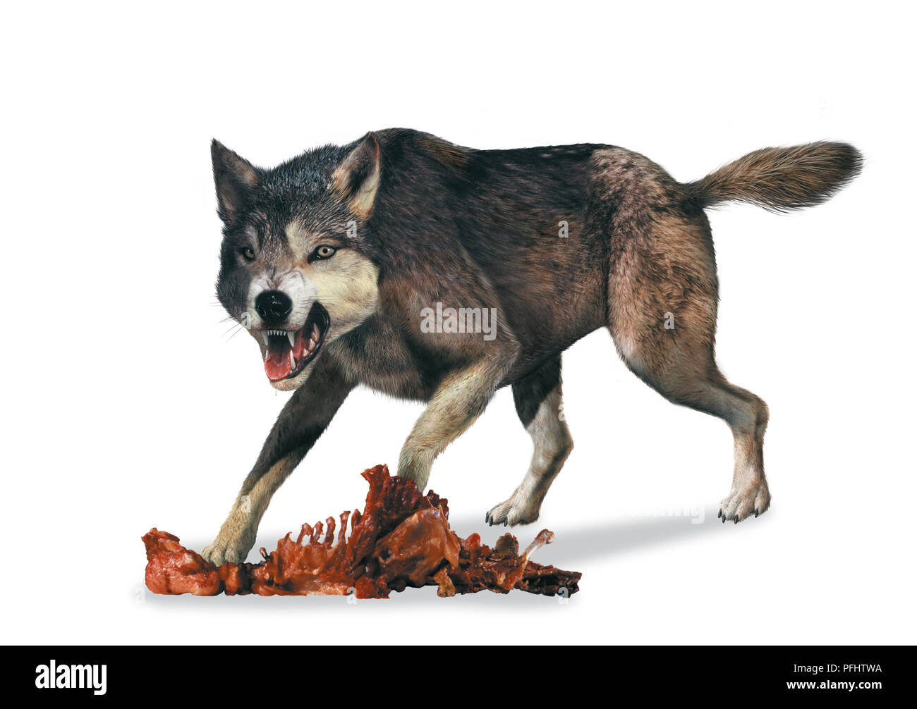 Canis dirus, 'dire Wolf', Seitenansicht. Stockfoto