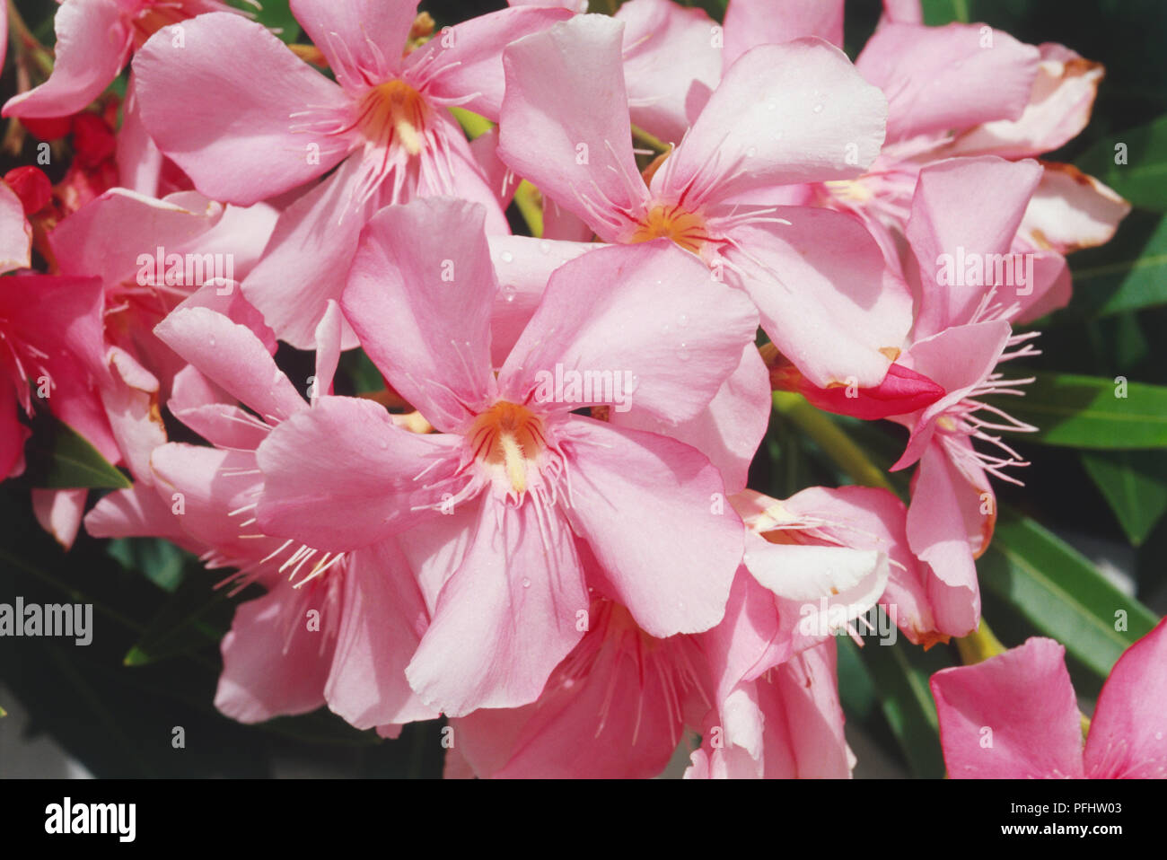 Nerium oleander flowerhead, pink, aus der Nähe. Stockfoto