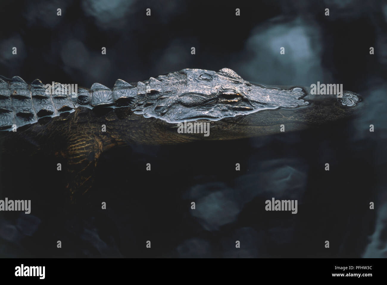 USA, Georgien, Okefenokee Swamp National Wildlife Refuge, Suwanee Canal Erholungsgebiet, Alligator mississippiensis American Alligator, Seitenansicht Stockfoto