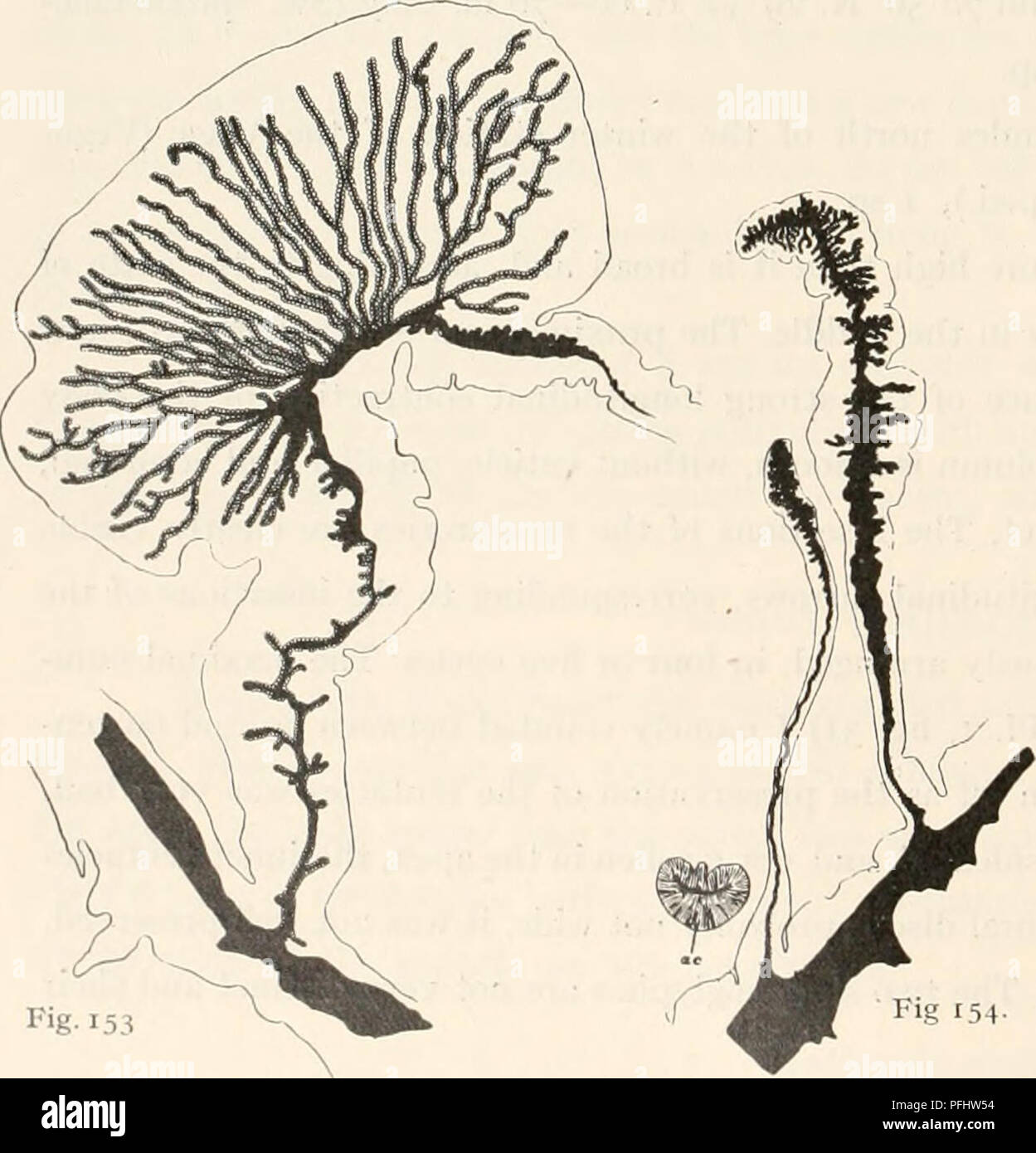 . Die dänische Ingolf-Expedition. Wissenschaftliche Expeditionen; Arktischen Ozean. 130 ACTINIARIA Lebensraum Spalte TIA-nb tentakeln M sp actinopharynx na nh Â" (I. Bearlsl 19-25 x 3,5-5", 15-17 x1,5/'22-26 X fast 2 i (17 x 1,5-29 x3 fi 29-36 X 5 W^i 29-36 x 3^14-17 x 1,5 u 2. Größte spec. fromOreenland 19-25 x 3,5-5? 20-24 X 14 X 1,5-29 x 2,5-3 29-34 X5 26-34 x2,5? 3. Winter - Station der Vega.. 17-23 X 3,5-5 13-14 X1,5 22-26 X 13 X 1,5-26 X3 19-26 x 4-5 26-34 x2,5 17x1,5 4. Grönland (Nordmann) 24-31 X5? 14-17 x1,5 24-31 X 17 x 2,5-3 1,5-29 x 22 x 3,5-38 x5 29-34 x 2,5? Die a-nematozysten der Spalte wurden Gattungen Stockfoto