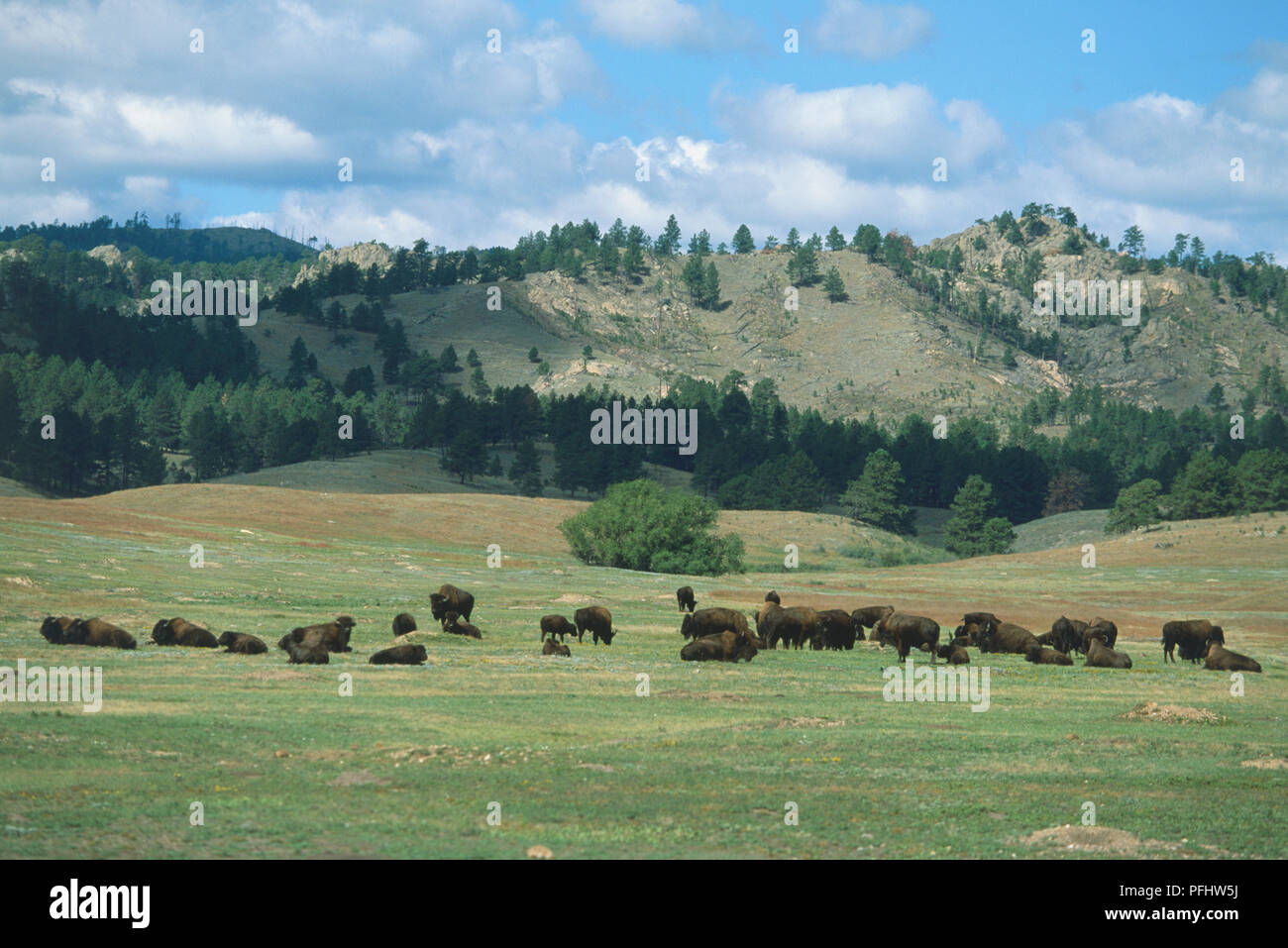 USA, South Dakota, Black Hills, Custer State Park, Herde Bisons grasen in der Senke, Vorderansicht Stockfoto