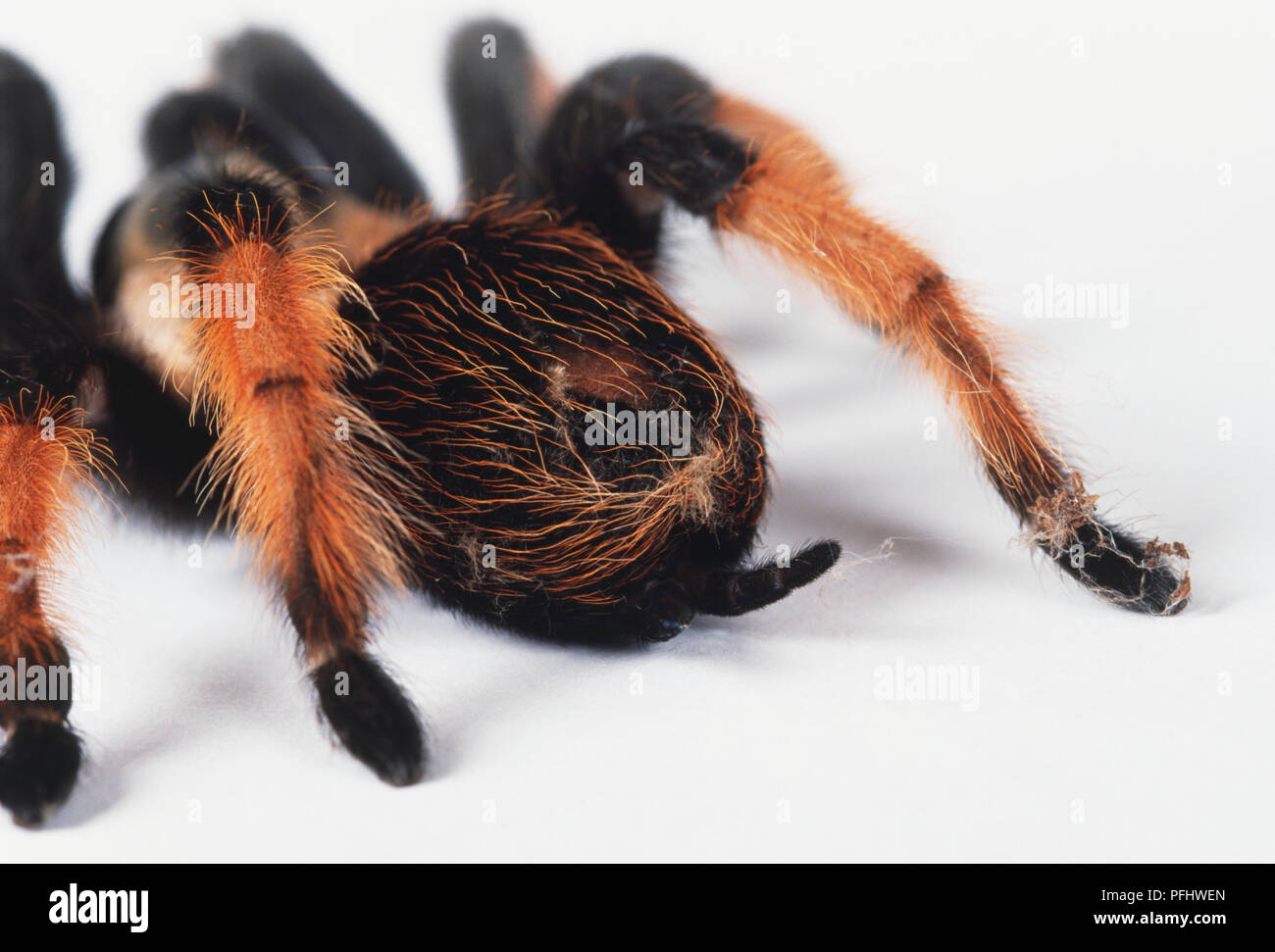 Haarige schwarze und gelbe tarantula Spider mit gewölbten Beine, Nahaufnahme Stockfoto