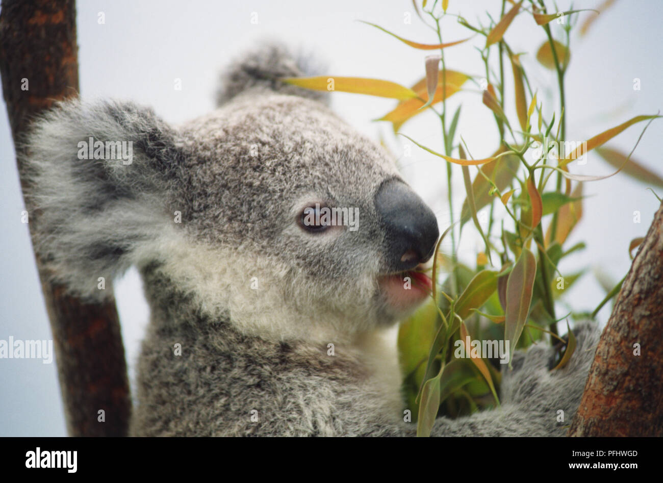 Kuala tragen das Festhalten an einem Ast, den Mund öffnen, schließen Stockfoto