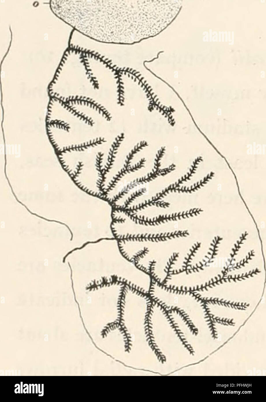 . Die dänische Ingolf-Expedition. Wissenschaftliche Expeditionen; Arktischen Ozean. 34 ACTINIARIA Lebensraum nemathybomes capitu-lum Tentakel n. sp. actinopharynx n (a) n(a) n (b) i) Kristlneberg Vaderoame 2) 3) 4) Styrso Drobalc Varholmen 5) 6) Bohuslan Zool. St. 7) Kattegat 8) - 9) Samso Riemen 2.5Fl 53-65 58-62 X 41-58 X 2,5 X 43-61 2 41-48 X 2 48 X 2 36-50 X2 ca. 46 X 2 X 2 4S 43-55-81 X 4-511 48-86 46-67 41-72 X 4-5 X 3,5 (-5) 41-58 X 4 (5) 48 -65 x 3,5-4-5 36-61 X 3,5-4 38-53 X 3,5-4 43-65 x 3,5 (5) 19-23 X2 Fl 17-22 X2 (2.5) 14-17", 14-17 14 X 2 11 14-17 X2 25-29 X 2,5-3, i (30 X 7, 26 X 7 Stockfoto