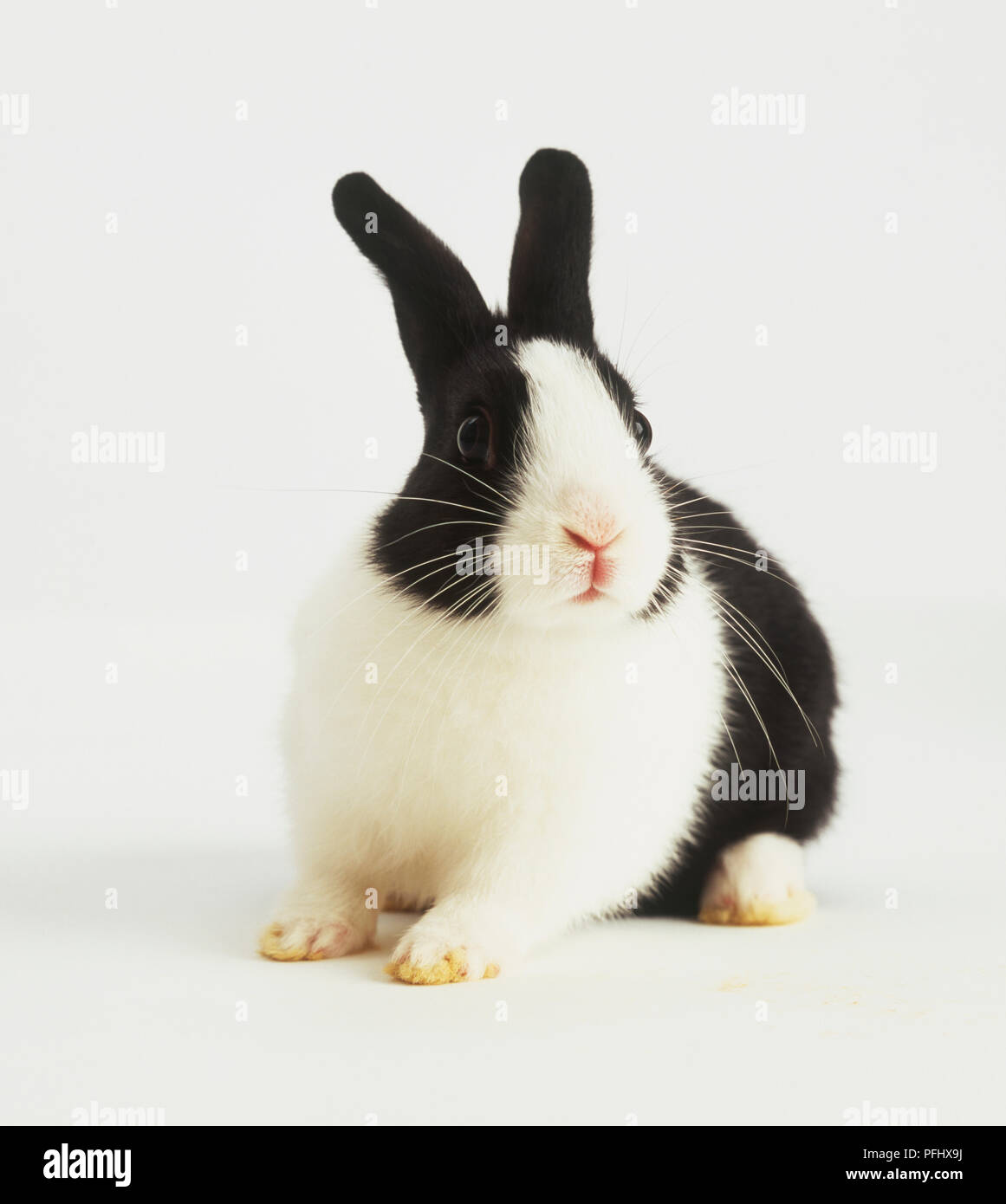 Schwarze und weiße Kaninchen, Vorderansicht. Stockfoto