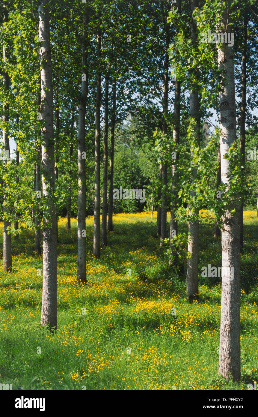 Frankreich, Pays de la Loire, La Lorie Ackerland, Reihen von dünnen Geraden trunked Bäume in einer Wiese mit gelben Blumen, Frontansicht verstreut. Stockfoto