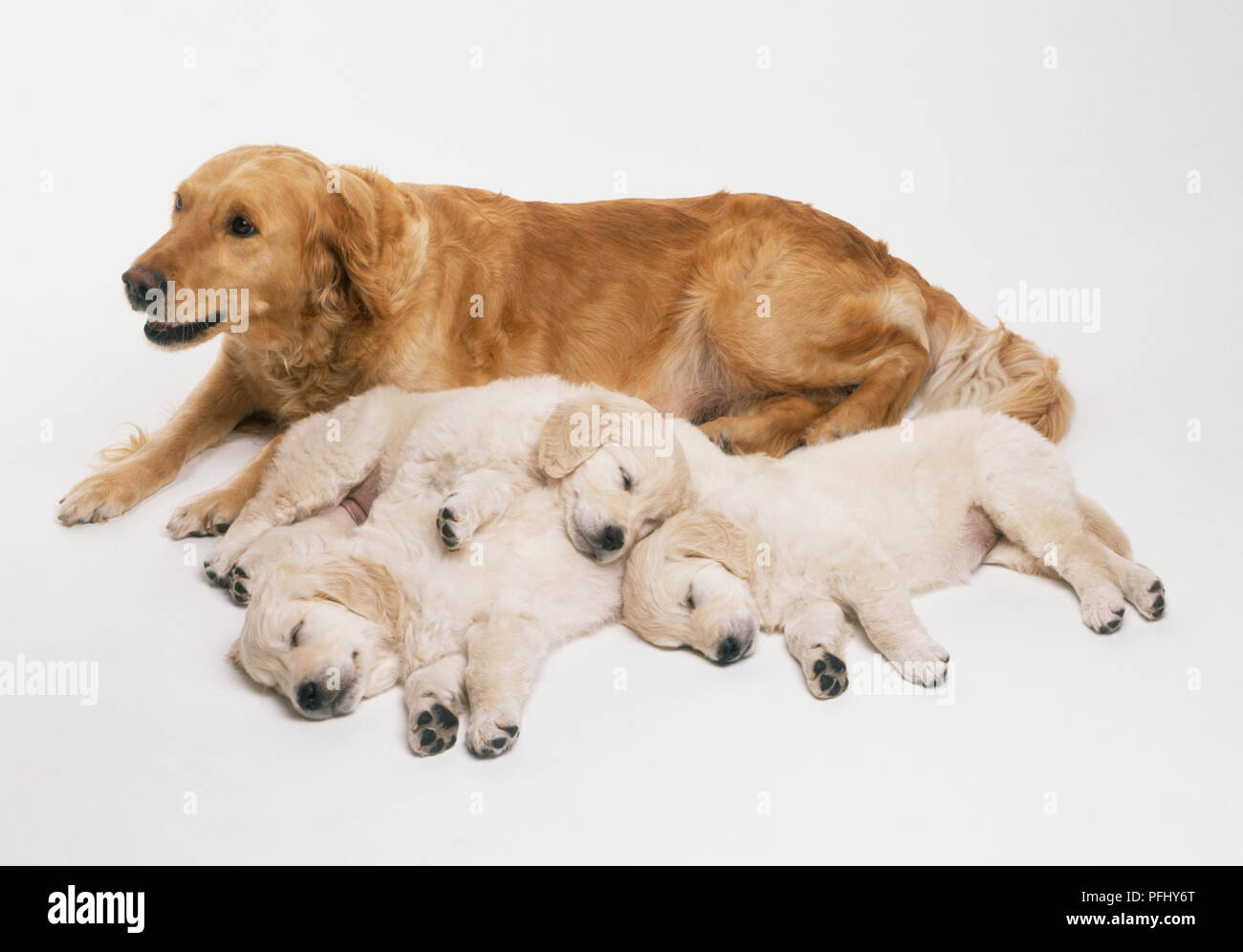 Canis familiaris, Golden Retreiver Hund liegend auf der Vorderseite neben Drei schlafende Welpen. Stockfoto