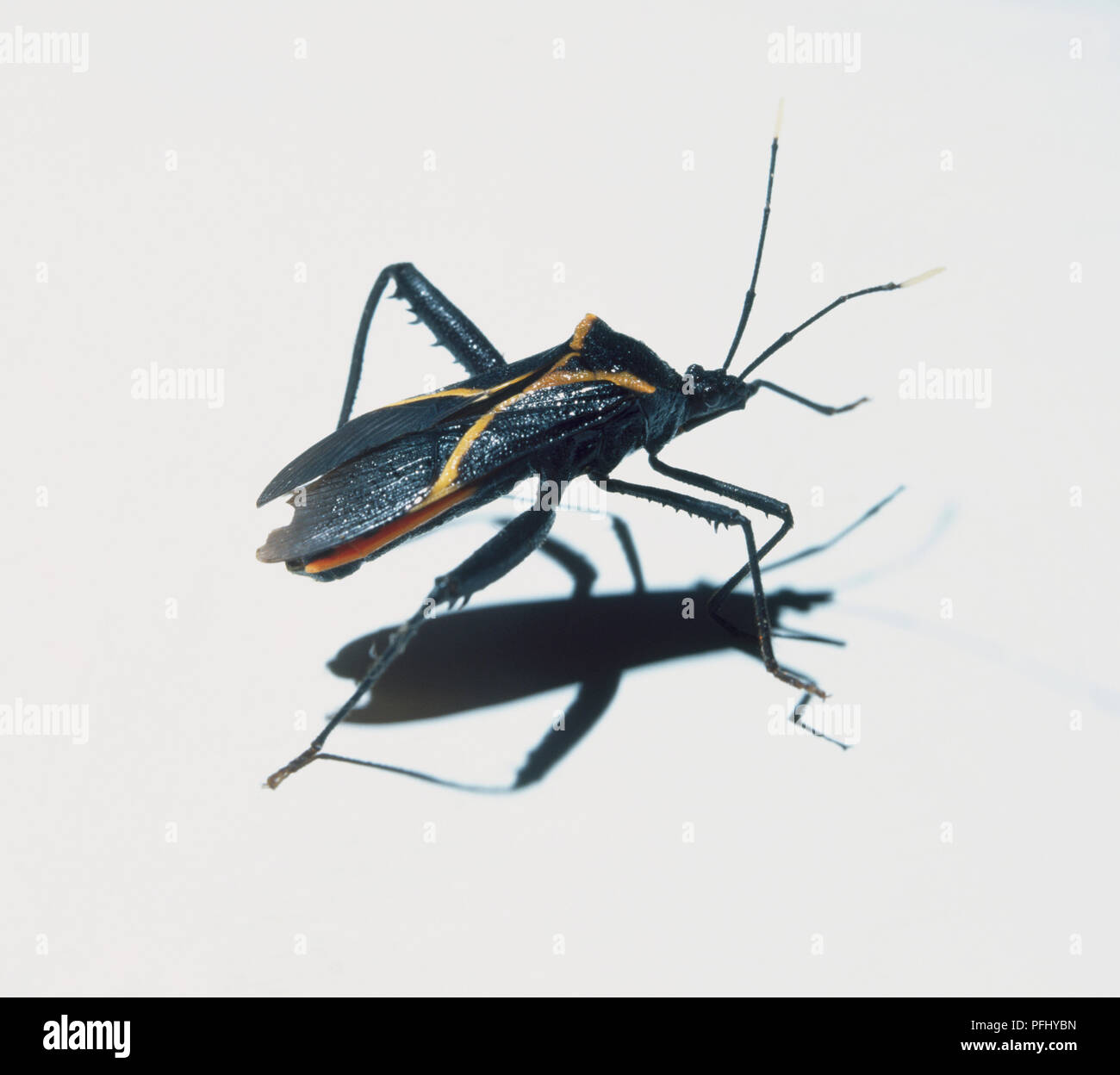 Reduviidae, Assassin Bug, Seitenansicht. Stockfoto