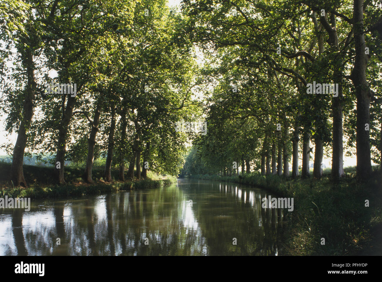 Frankreich, Canal du Midi in der Nähe von Colombieres, Fluss gesäumt mit Platanen. Stockfoto