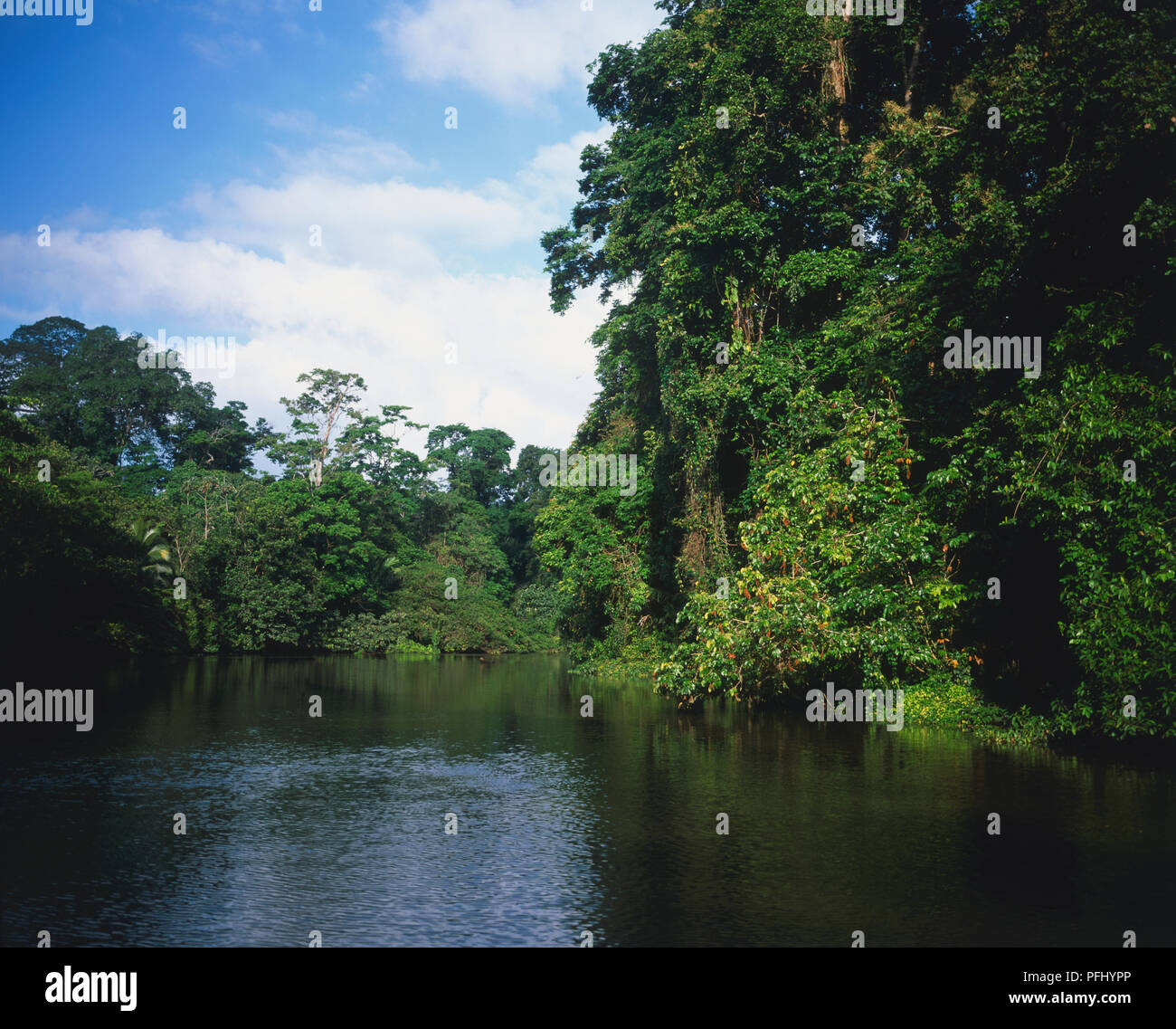 Mittelamerika Costa Rica, Karibik, Parque Nacional Tortuguero Nationalpark Führer Begleitung Tour Gruppe im Boot auf Kanal mit Mangroven und Regenwald gesäumt Stockfoto