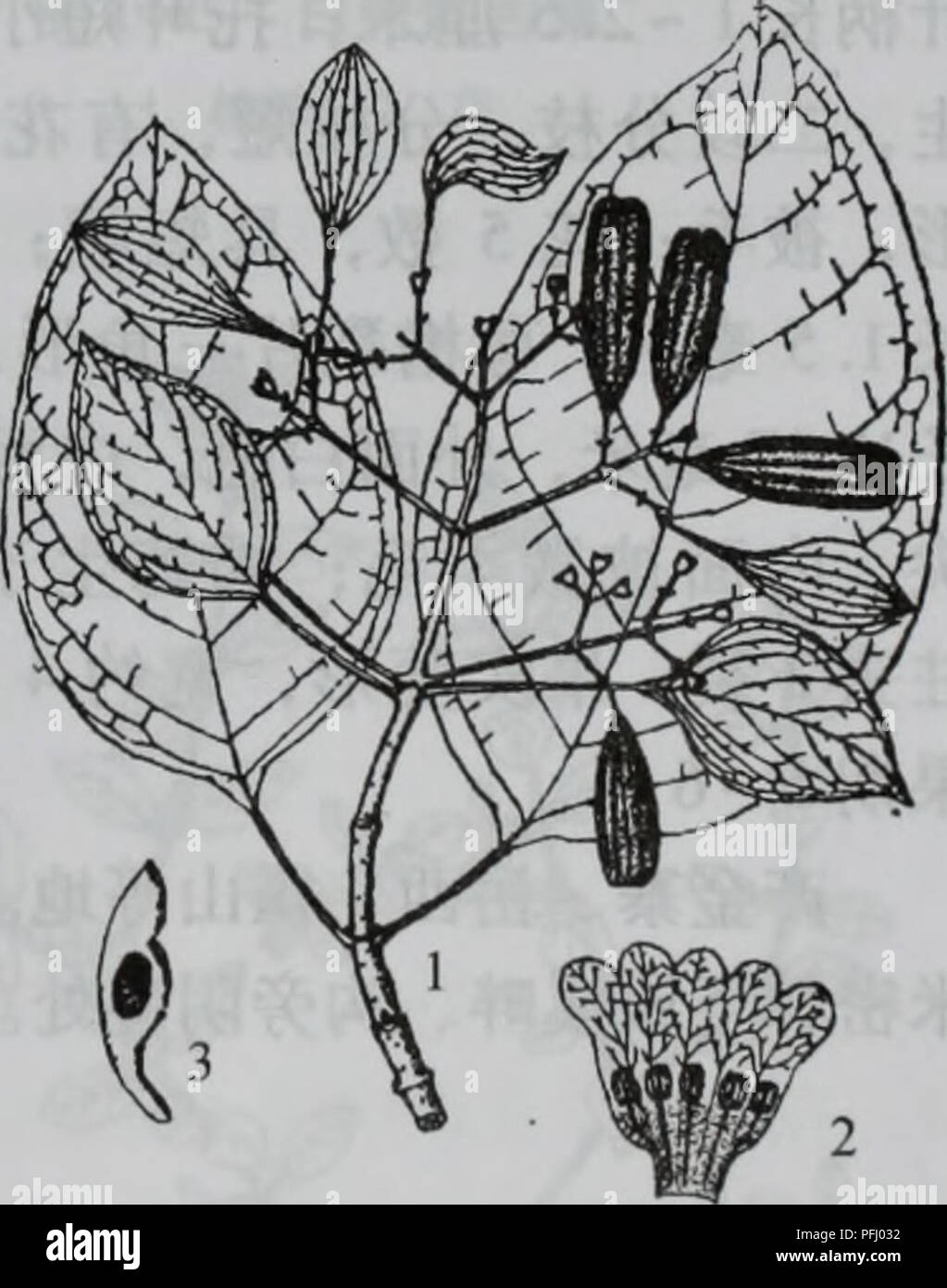 Da bie Shan wu Zhi Zhi. Botanik. Gibt es 1462 ç" å ¶ae°'å¢ È ± 1. å¨ae ªï¼ 2. È ± Sie 3. è'ae 2.é¦ aeae å ± Emmenopterys Oliv. Åç§ å ± ± ï¼å Ç¹å¾åè § ç§ çaeè¿°ã é¦ aeae Emmenopterys Ï¼å¾ 1463) The President Oliv. ¨ ï¼é Ä¹ae È½å¶ "1620 (30) ç±ç® ³Ãae ç°è¤° È²ï¼å aeae·¡ é" È²ï¼å · ae¤-åå½¢ Çç® å-ï¼è½çº È²ãåå Ï¼å ¯¢¶¶ ¹Çï¼Å çå® ½Ae ¤ - È³å åå½¢®¢ ½Åµå½ Ï¼é ¿ 10  15 (20) åç ± ³ï¼å® ½ 6 10 ³ï¼å åç±ç" ae ¯ ¥ å° aeae'å° Ï¼åºé ¨ åå½¢ aeå® ½Ae ¥ å½¢Ï¼å ¨ ¨ Ç¼ï¼è¡é¢ ae·±ç"¿ È²ï¼èé¢ ae ·¡ç" ae ¯ ¿ È²ï¼ae aeä èé"¢èè aeèä "å·çae aeé Ï¼å¶ ¯ ¿ 2  6 åç ± ³ï¼ç" çº¢È²ï¼è¢" aeae Ï¼aeå¶¯å¤ § Ï¼ä '§ è ç¶¢ åµå½ Ï¼ae © è½ãè Åºçae¾ï¼å ¤± È ± Ï¼é ¿ 7 17 ³ï¼è åç ±±Å¤§é" ï¼aeµ È²ï¼å · ç-è±ae¢ ± ï¼è È¼éç¶ Sie 5 è çåå½ Ï¼è £ £ ¢ Ï¼è¾¹ç¼å · ç¼ae Ï¼å¶¯ä'-aeçè ± 1 Aeè¼çae © å¤§ç¶ Ï¼é aeå¶¿ å Stockfoto