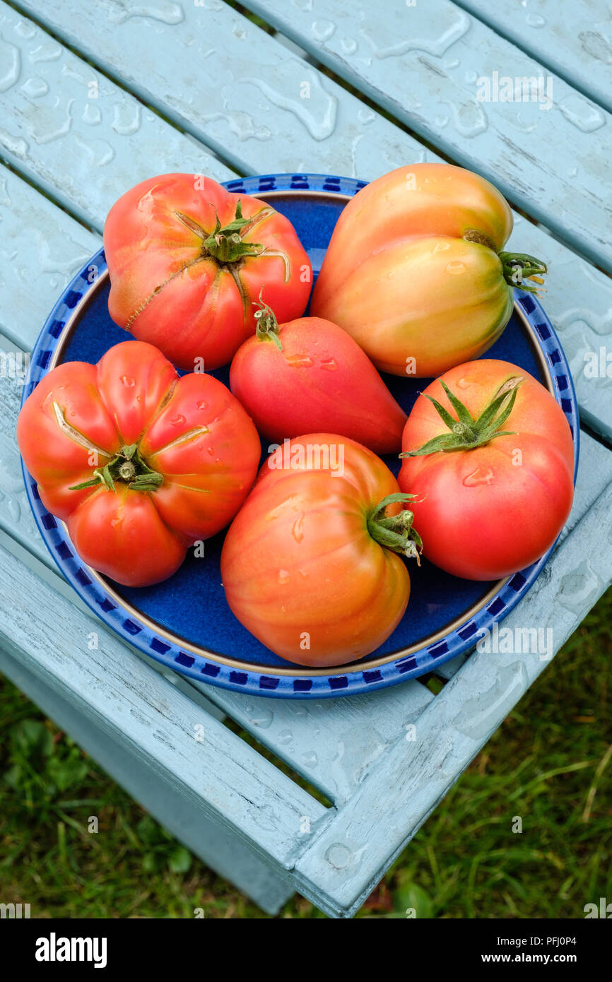 Homegrown Tomaten in verschiedenen Formen auf blauem Teller auf hölzernen Tisch in Garten UK Stockfoto