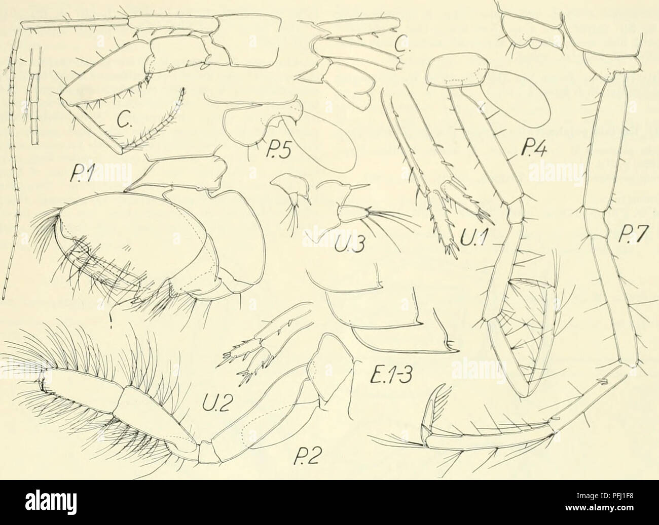 . Die dänische Ingolf-Expedition. Marine Tiere - arktischen Regionen; Wissenschaftliche Expeditionen; arktischen Regionen. CBC 8 TACEA MALA! Ostraka Ui! (AMPHIPODA IV 37. Fie. 26. Unciola laticornis'. "Ingolf" St. LI.. Bitte beachten Sie, dass diese Bilder sind von der gescannten Seite Bilder, die digital für die Lesbarkeit verbessert haben mögen - Färbung und Aussehen dieser Abbildungen können nicht perfekt dem Original ähneln. extrahiert. Dänische Ingolf-Expedition (1895-1896); Københavns Universitet. Zoologisk Museum. Kopenhagen H. Hagerup Stockfoto