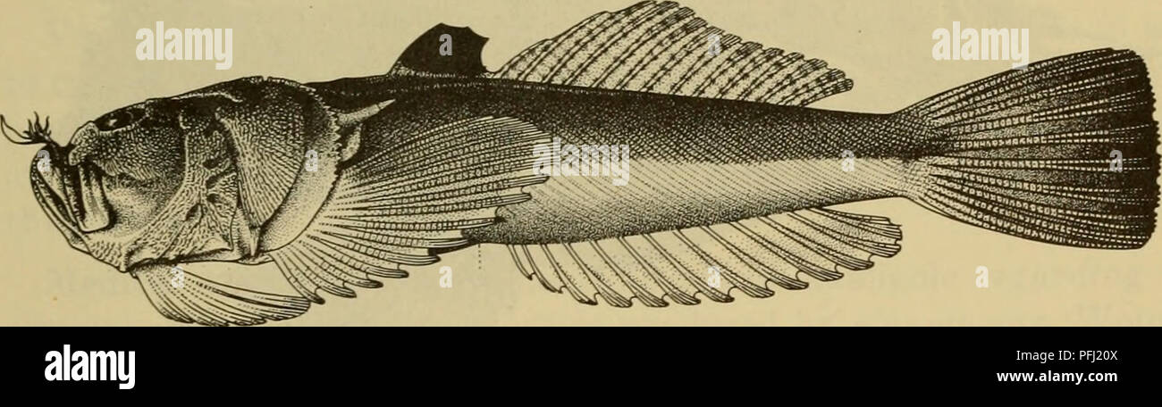 . Gefährliche Meerestiere. Meerestiere. Abb. 56. Top: Star-gazer, Uranoscopus japonicus Houttuyn. (Von Tem-minck und Schlegel) Mitte: Star-gazer, Uranoscopus bicinctus Temminck und Schlegel. (Von Temminck und Schlegel) Unten: Star-gazer, Urano - scopus scaber Linnaeus. (Smithsonian Institution), die entlang der Atlantischen Küste Europas und des Mittelmeer verteilt wird, ist so giftig zu sein. Sie sind so in der Lage, schwere Wunden zu sein und sollten mit Vorsicht behandelt werden. Kaninchenfische Kaninchenfische, die zur Familie gehören, Siganidae sind eine Gruppe von Stacheligen geröntgt Fische Stockfoto