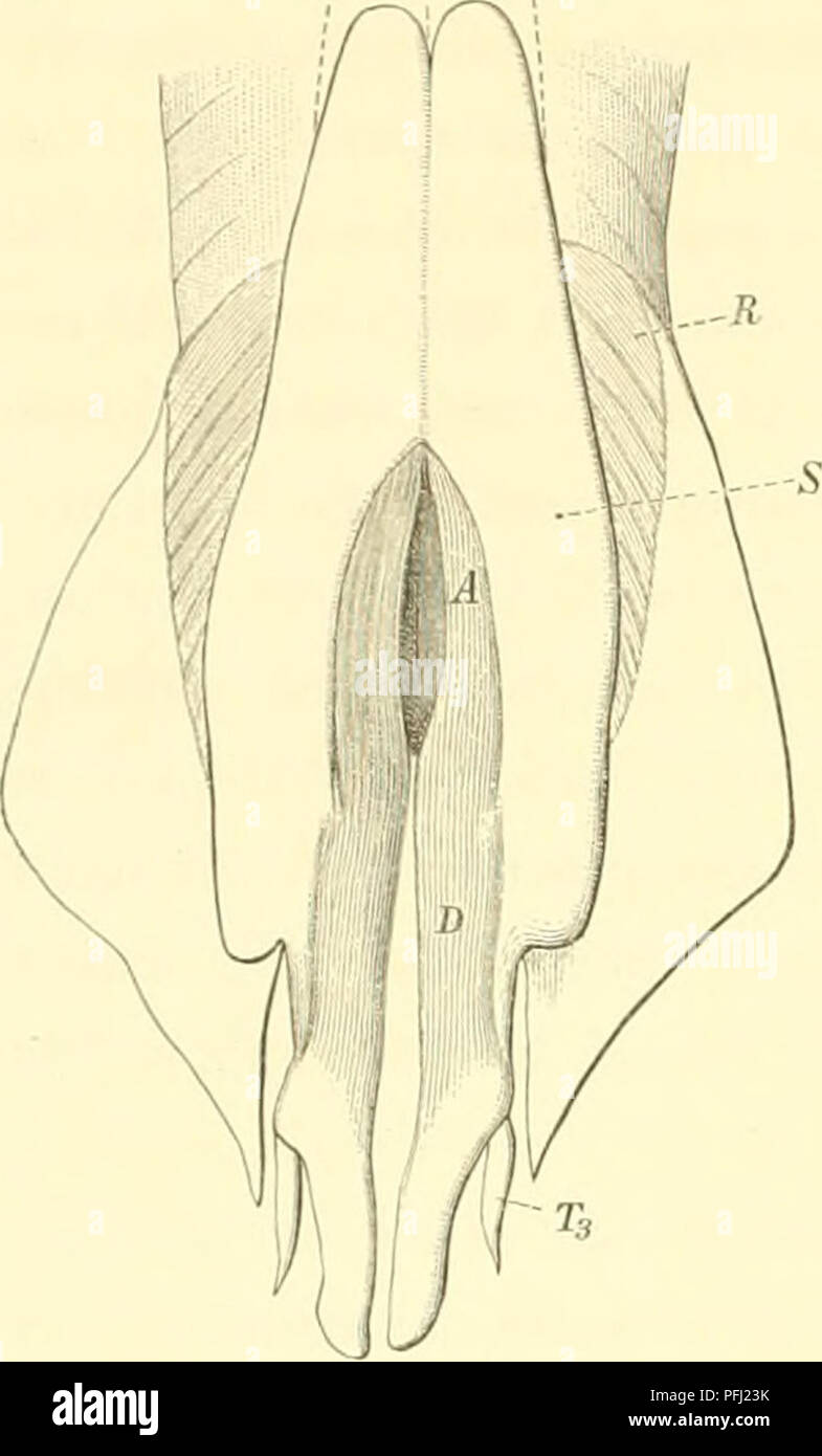 . Die dänische Ingolf-Expedition. Marine Tiere - arktischen Regionen; Wissenschaftliche Expeditionen; arktischen Regionen. 24 AUF DEN ANLAGEN GENITALES (Paarung) IM SELACHIANS. Hand seine absondernden Teil ist especialh" entwickelt, und seine mnscnlar Wand etwas komplizierter. In dem Teil des M. Kompressor bildet die mnscnlar Wand des Bag, die Richtung der Fasern eher unterschiedlich sein können, bnt sie hauptsächlich bei gebogenen Linien in Richtung der Peripherie ausstrahlen, oder um diese zu den dorsalen Oberfläche; diese ist nur durch die lockere Bindegewebe/i mit der ray-Muskeln verbunden. In dem Teil der Welle. Stockfoto