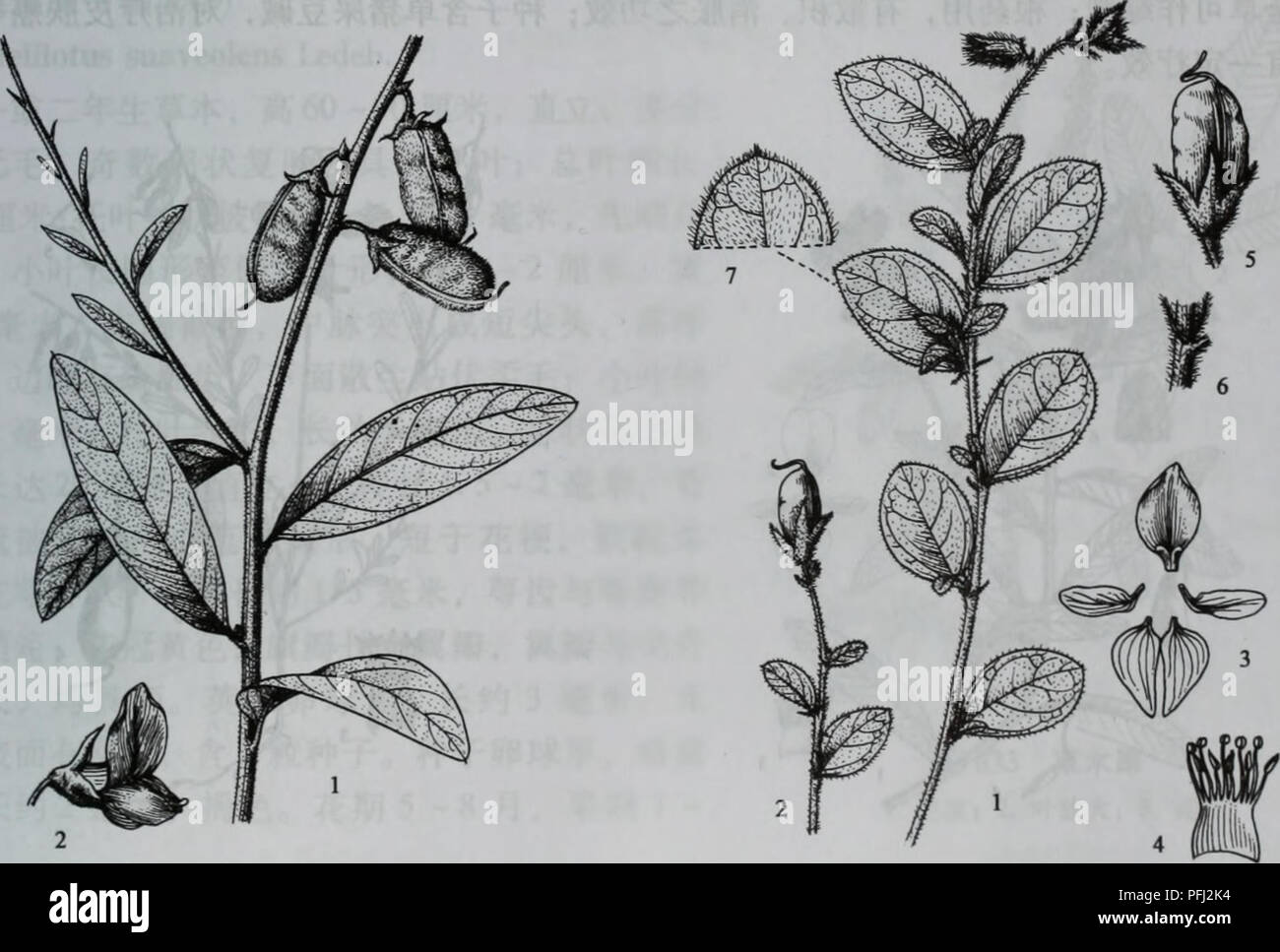 Diese botanische Arbeit zeigt die verschiedenen Arten innerhalb der Familie der Leguminosae und hebt die verschiedenen Formen und Wachstumsmuster der Pflanzen dieser Gruppe hervor. Die detaillierte Klassifizierung umfasst sowohl Leguminosen als auch ihre spezifischen Verwendungszwecke in der Landwirtschaft. Stockfoto