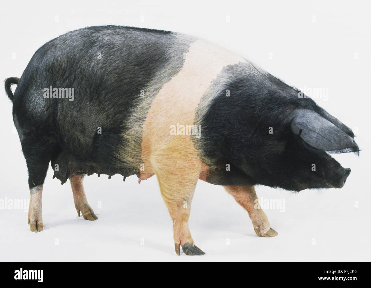 Eine weibliche britische Saddleback Schwein (Sus domestica), eine schwarz-weiße Schwein, Seitenansicht Stockfoto