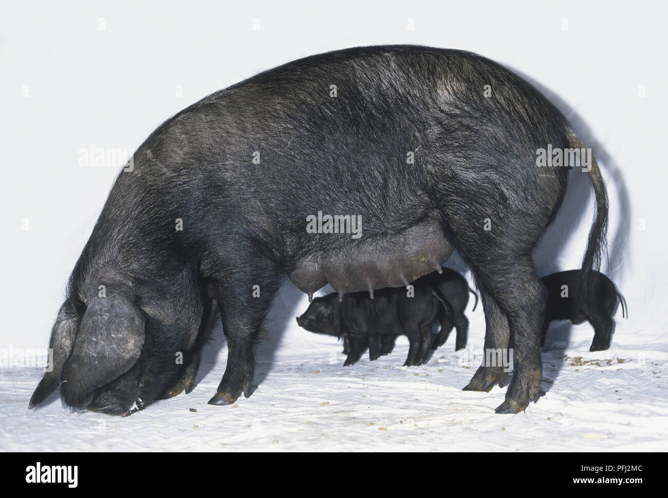 Große schwarze Schwein (Sus sp.) und drei Ferkel Beweidung, Seitenansicht Stockfoto