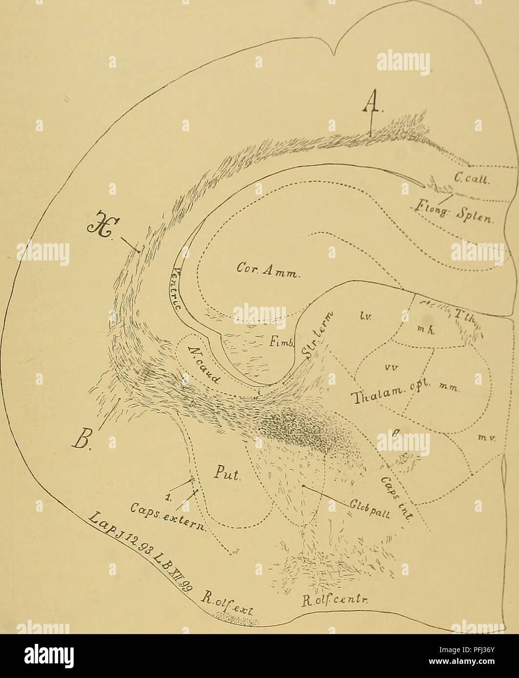 Dieses Dokument beschreibt die Forschung an den inneren Strukturen des Gehirns, insbesondere an den hinteren capsulae internaposterioris, die sich zwischen dem Nucleus caudatus und Putamen befinden. Der Text beschreibt die Untersuchung von Faserbündeln und Regionen, die reich an myelinierten Fasern sind, wie die hintere Lentikularregion. Eine detaillierte Beschreibung der intermedialen und posterioren Pars sowie ihres myelinhaltigen Fasergehalts ist ebenfalls enthalten. Stockfoto