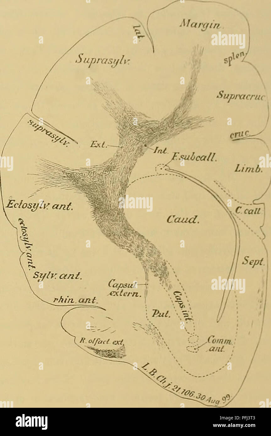 . Denkschriften der Medicinisch-Naturwissenschaftlichen Gesellschaft zu Jena. Zur Erforschung der Himfaserung, 55 olfactoria lateralis (R. o) enthÃ¤lt noch sterben Radiato olfactoria Centralis (11. O.e. ), Zahlr, allerding â&lt; ich bei stÃ¤rkerer VergrÃ¶sserung sichtbare markhaltige Fasern (bei +). Taf. 25, Abb. 4 zeigt im dorsalen Album centrale einen lateralen und medialen Faserzug ich deutend weiter von einander entfernt als Taf. 25, Abb. 3 Und zwischen iiinen eine ausgeprÃ¤gte faserarme Si hu ht. Ein Vergleich mit Taf. 6, Abb. 2 zeigt uns, dass der laterale Faserzug in der Pars lateralis Str Stockfoto