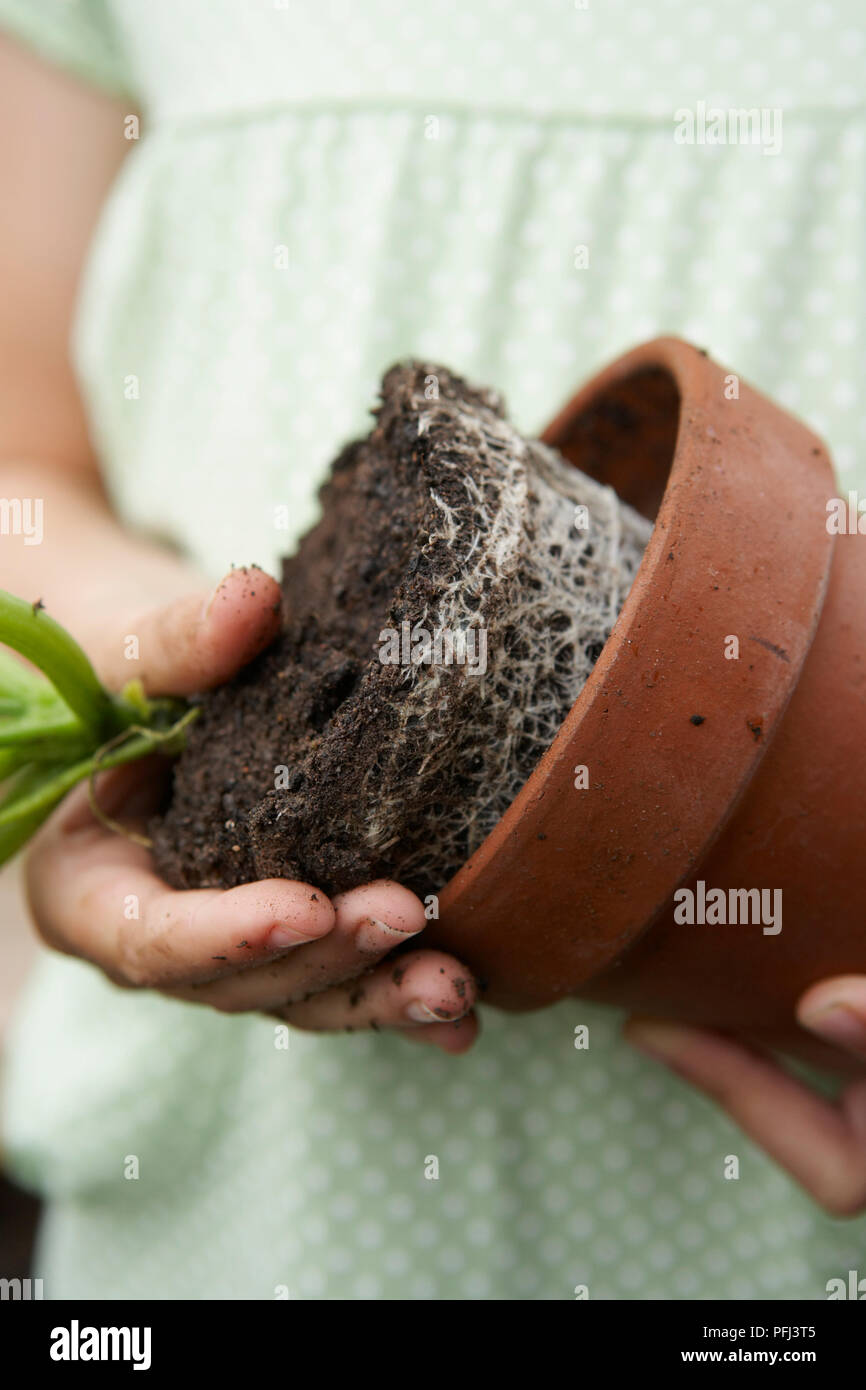 Mädchen Lockerung Zucchini Pflanze aus Topf Stockfoto