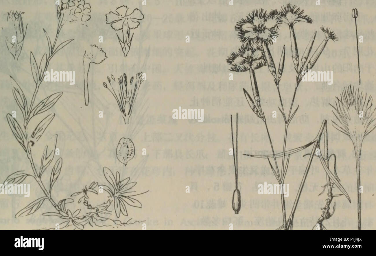 Barbatus E Stockfotos Und Bilder Kaufen Alamy