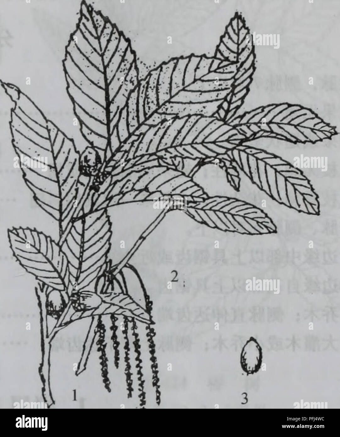 Da bie Shan wu Zhi Zhi. Botanik. Gibt es 421 ISaeã Å¾ae éé½¿±ae 1. å½¢å¶ Sie 2. å¶ èç¤ºae ¯ sie 3. AE1 aeaeï¼ 2. È ± aeï¼ 3. åae 7. ae±ae Ï¼å¾422) Quercus glandulifera Sel. ¨ ï¼é Ä¹ae È½å¶ "è¾¾ 25 Mãå¹¼aeè¢"¯aeae Ï¼åè±èé È½ãå¶©è' ¨ Ï¼é¿ ae¤-åç¶ È³åµç éå½ åae"¢¶ ae" é¢ Ï¼é å½¿ 615 åç ± ³ï¼å® ½2.5  5 ³ï¼å åç±ç" ae ¯ ¥ å°'å° ï¼åºé È³ae ¨ ae ¥¢ È³åå½ å½¢Ï¼è¾¹ç¼å · ç²é Ï¼é½ é½ ¯ ¿ ¿¯ç" è è Ï¼å¹¼ae ºä½Ç¶¶¢" å¹³ä¼ae Ï¼èae¶ ae ae ¯ ¯ ¯ Ï¼ä¾ aeae aeèé¢ § è 712 å ¯ aeé ¹ï¼å¶¿ 13 åç ± ³Ãå ³Aeae £ ¯ ç¶ Ï¼å åae 1/41/3; å° èçåµç¶ ae" Ï¼è éå½¢¦ç¦ç¶ Aeåï¼ç '§ å ¯ Ï¼åaeé¿ ae¤-åå½¢ Ï¼ç' gibt es 8  12 ae ¯ "ç±³ï¼é" çº¦³Ãè 1.8Åç ±±ae 45 Aeï¼aeçae 9  10 aeã äº§å¤§å"å ±±° åºåå ãçäºaeµ · Ae 400 700 ç ± ± ± aeä ³Çå'-à ae ¨ aeåç¡¬ Ï¼å® Ä½è½ ¦ È¾ãå" ºç - ç - Ï¼ç § å - å ¯ · Ç²åé åae ¿é é Ï¼å¶ å ¯ ¥ ²å "ae" Èï¼ae ç Stockfoto