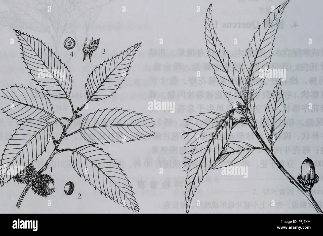 Da bie Shan wu Zhi Zhi. Botanik. 302 å¤§å"å±±ae¤ç© å¿ 6. ä¾ § è 10 16 å ¯ ¹ï¼å¶ è¿ ae Aeï¼å ³Aeå £° èçé çº¿ ¦ 4 ae ¯ "ç±³ 5.é" å±±ae F. stewardu 5. å¶ Ç¼å · å¼ å ¯ ¯ çç²é Ï¼é½ é½¿ ¿¯ç" è Ï¼èå ºä½Ç¶¶ ae ae ¯ 7 a.ç - aeè¢ ae (åç§) F. glandulifera van brevipetiolata 4. å¶ aeé¿ 13 åç ± ³Ï¼Ae ae ¯ ç¼aeae³ Ï¼å¶¢ ç¶ ¿ éé½ é½ Aeç²é'¿ã 7. å¶ Ç¼å · ae³¢ç¶¯çº¿ é½ Ï¼å £ ³Aeå åae 1/2 6. ae § ²Ae Q. aliena 7. å¶ Ç¼å · Ç²é aeå é½¿°éé ¯ ¿ é½ Ï¼å £ ³Aeå åae 1/41/3 à 8. å¶ Ç¼å · å° éé Ï¼é½ é½¿¿ç"¶¯éè ºä½Ç Ï¼ä¾ § è 10 16 å ¯ èé ¹Ï¼Èå¶¢ å¯è¢" ç "ç" ae ¯ 6a. éé½¿ ae § ²Ae Q. aliena van acuteserrata 8. å¶ Ç¼å · Ç²ae® Ï¼é½ é½¿ ¿¯ç" è è Ï¼ä¾ ºä½Ç¶ § 7 12 å ¯ èé ¹Ï¼Èå¶¢ ae ae ¯ aeç ¨ è¢"ae¯â ¦â ¦ 7. è¢ ae F. glandulifera 1. éº" ae Ï¼å¾ 415) Quercus acutissima Cam Stockfoto