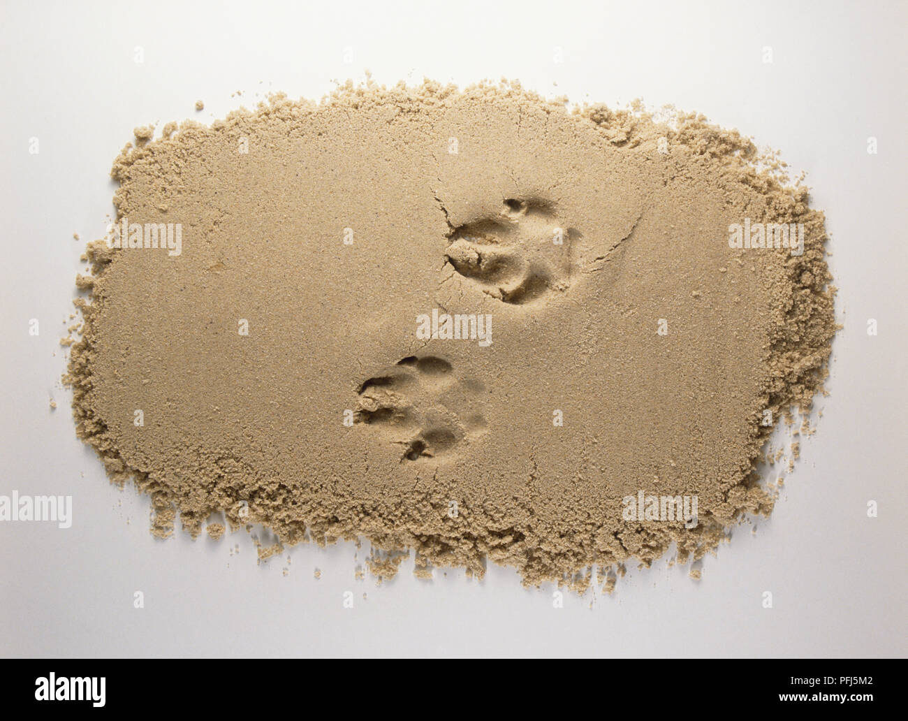 Paar Pfotenabdrücke im Sand Stockfoto