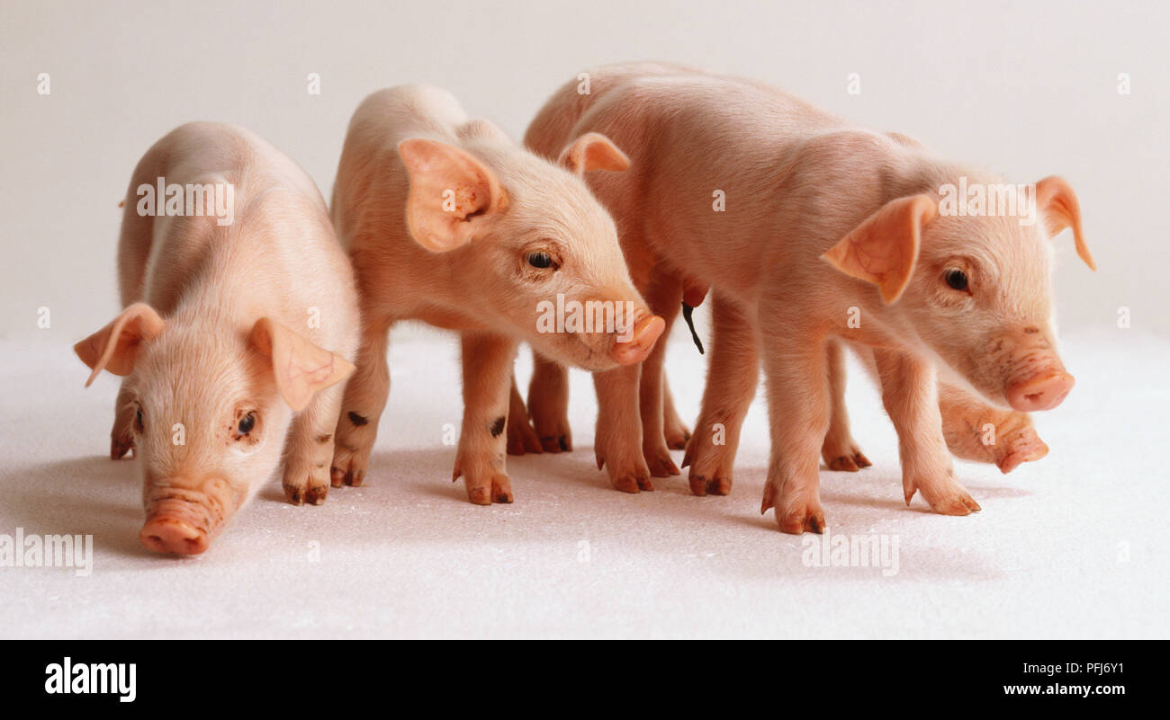 Vier Ferkel stehend, Vorderansicht. Stockfoto