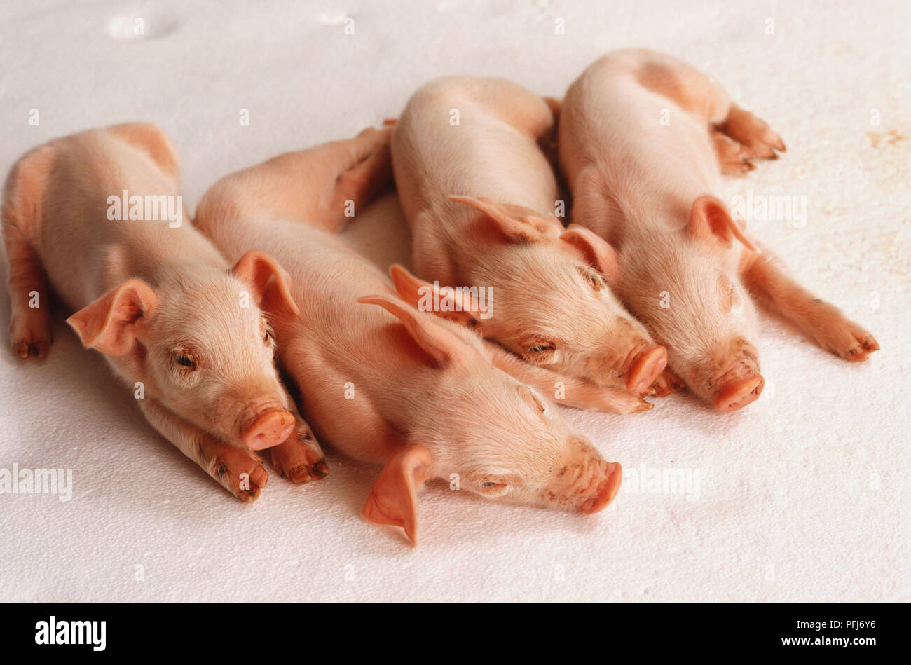Vier Ferkel nebeneinander liegen, oben betrachten. Stockfoto