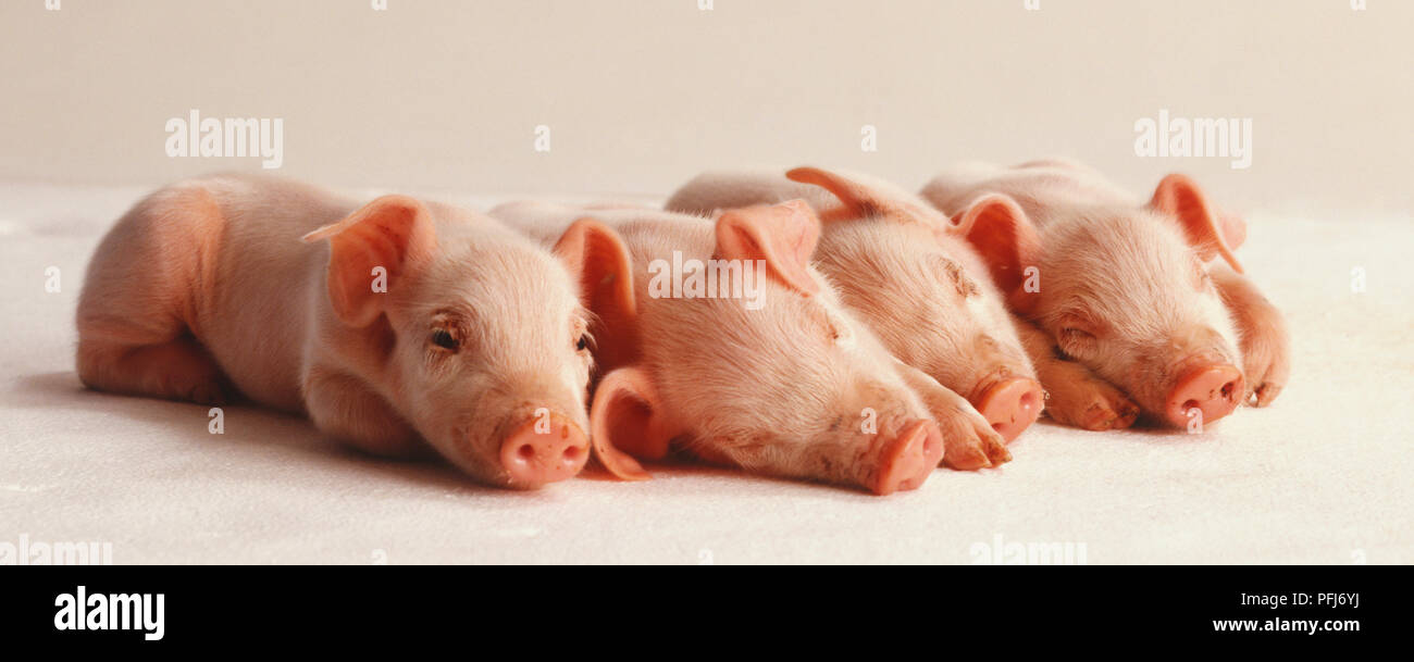 Vier Ferkel nebeneinander liegend, Seitenansicht. Stockfoto