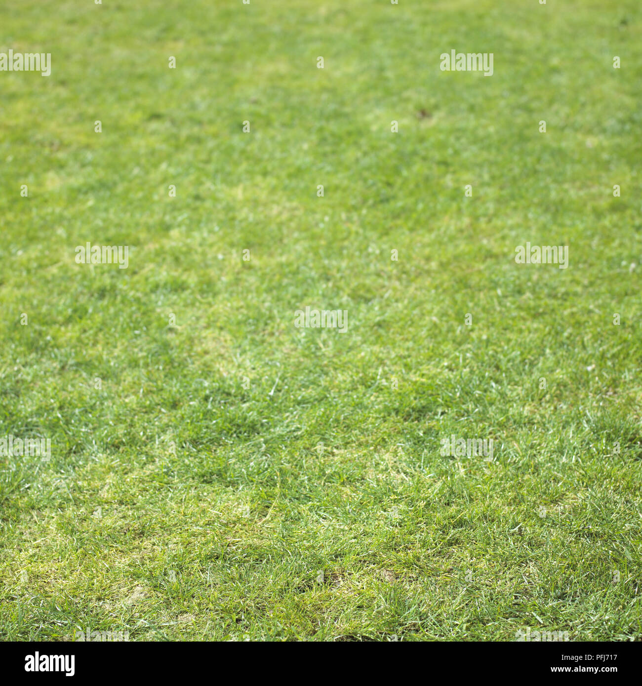 Grünen Rasen. Stockfoto