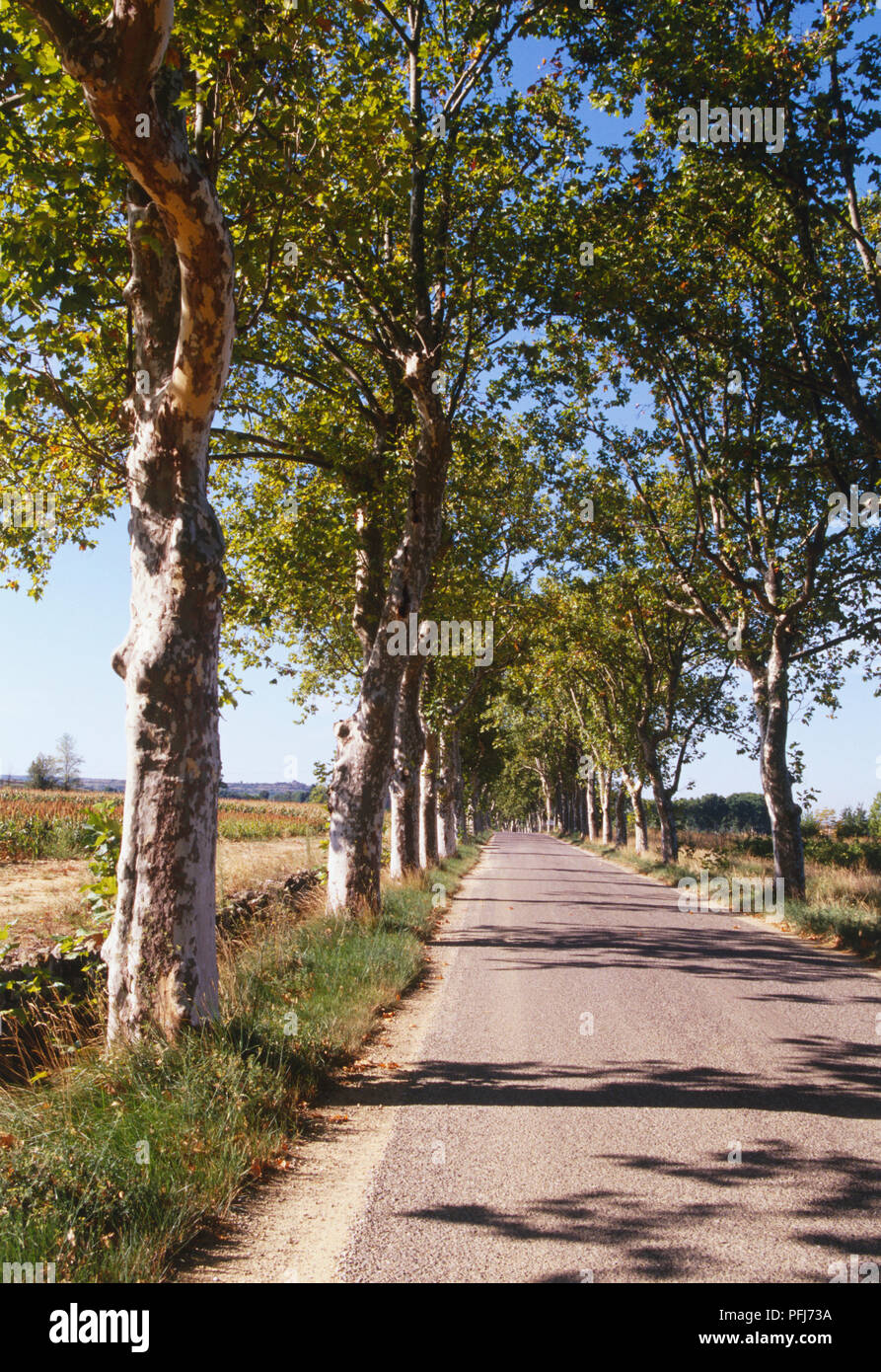 Gerade land Straße mit Bäumen gesäumt. Stockfoto