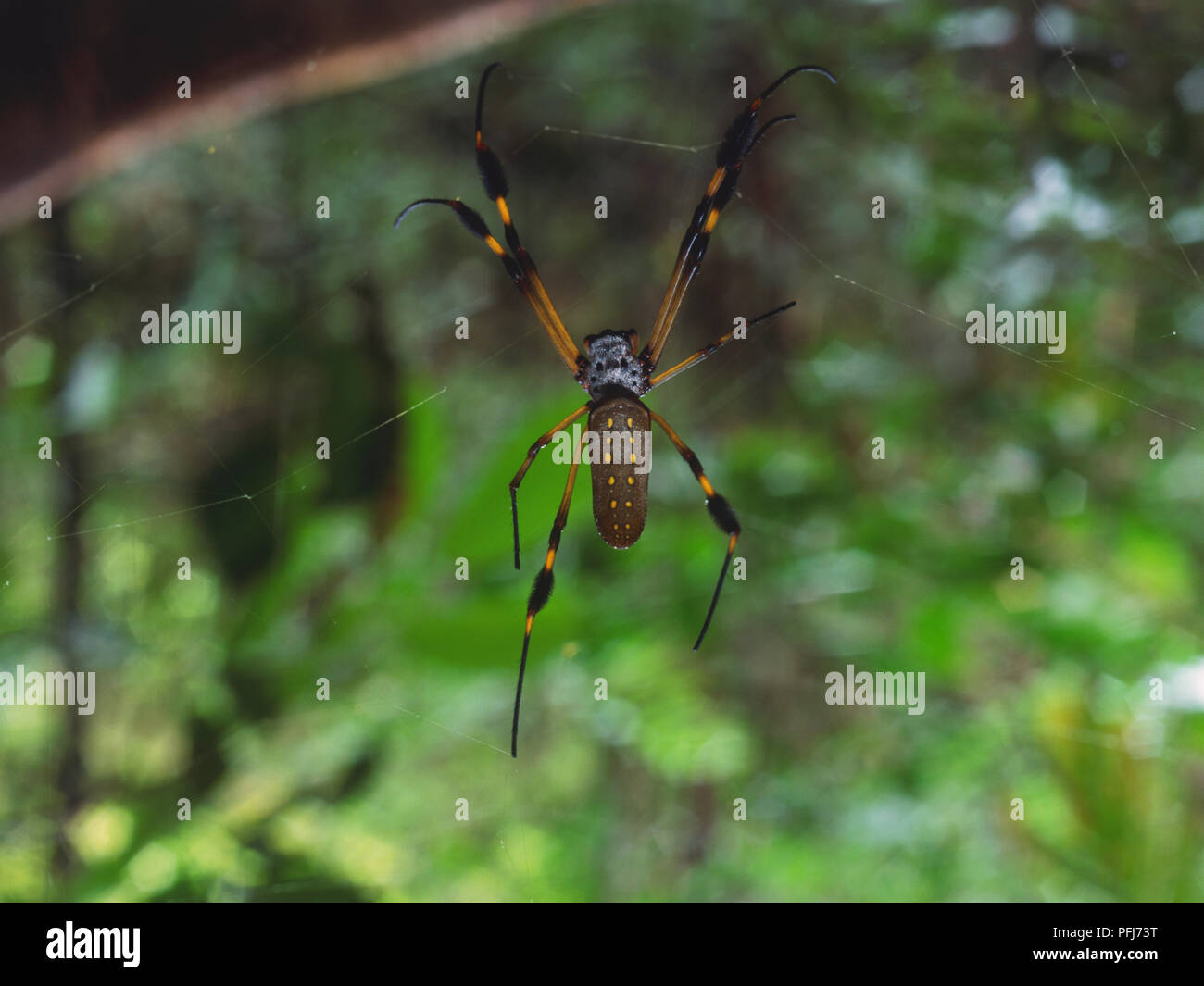 Golden Orb (Nephila sp.), Spinne auf seiner Website. Stockfoto