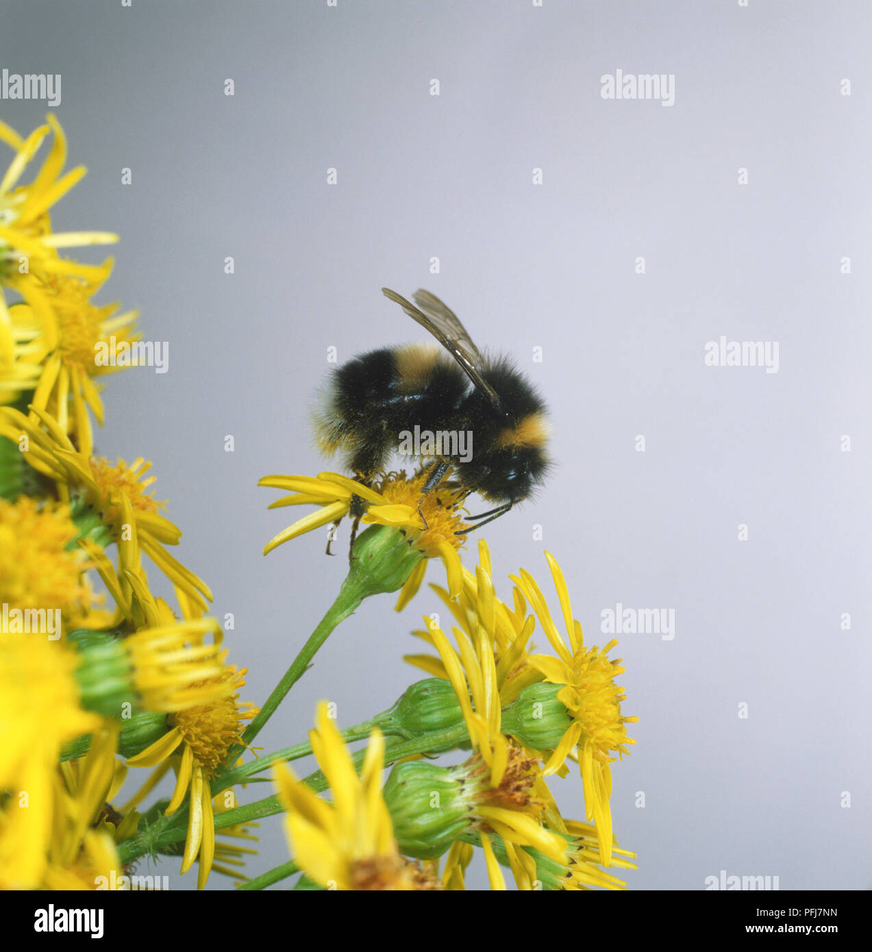Hummel (BOMBUS), Fütterung auf angehende gelbe Blume, mehr Blumen im Hintergrund Stockfoto