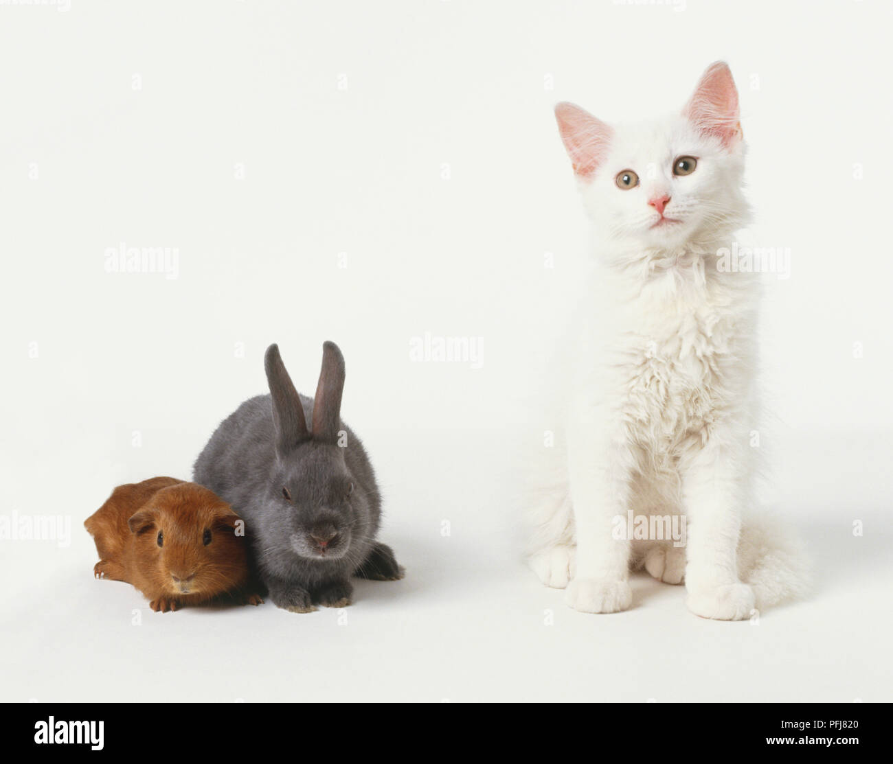 Meerschweinchen und Kaninchen grau, gepresst zusammen, neben weiße Katze, Vorderansicht Stockfoto