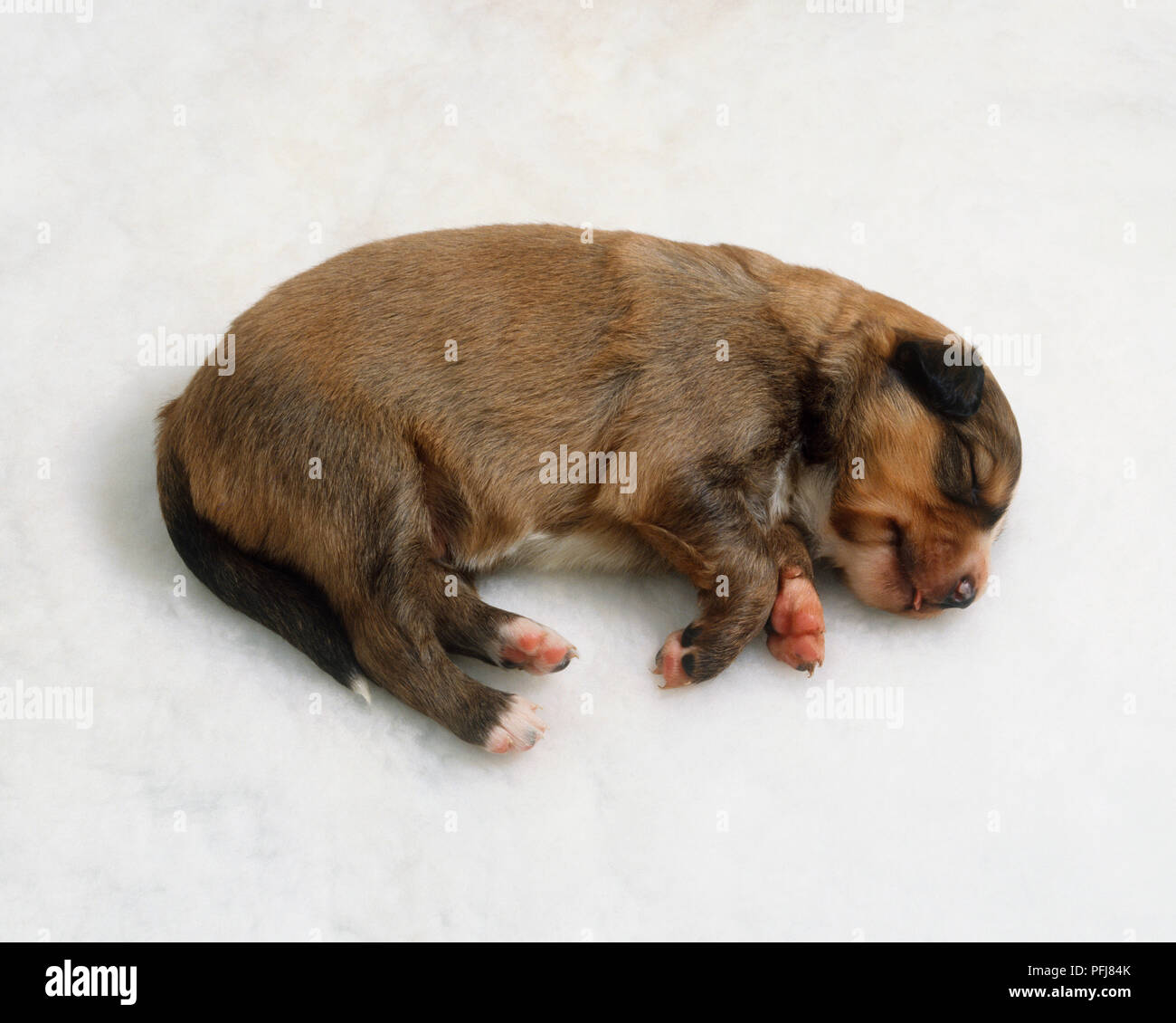 Zwei Wochen alten gemischt - Rasse Welpen schlafend, Seitenansicht Stockfoto