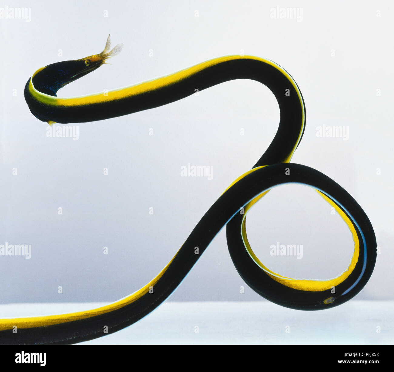 Schwarz und Gelb Aal Curling Stockfoto