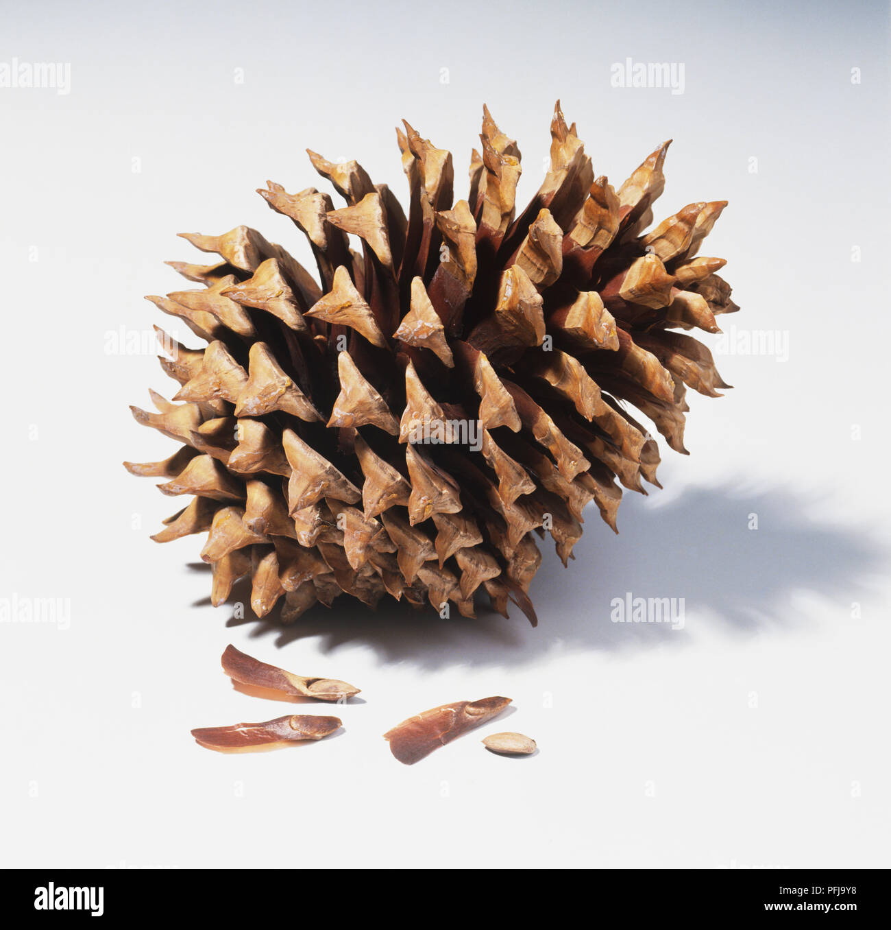 Pine Cone und drei Samen Stockfoto