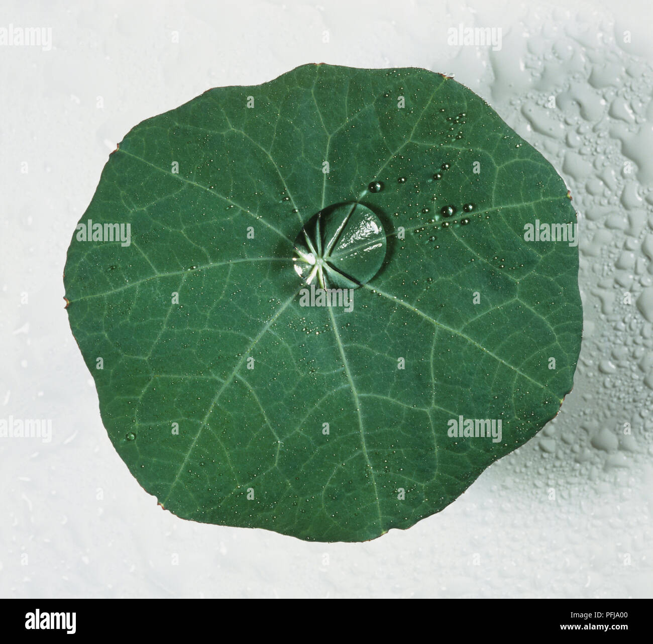 Tropfen Wasser in der Mitte eines runden grünen Blatt, durch Tröpfchen umgeben Stockfoto