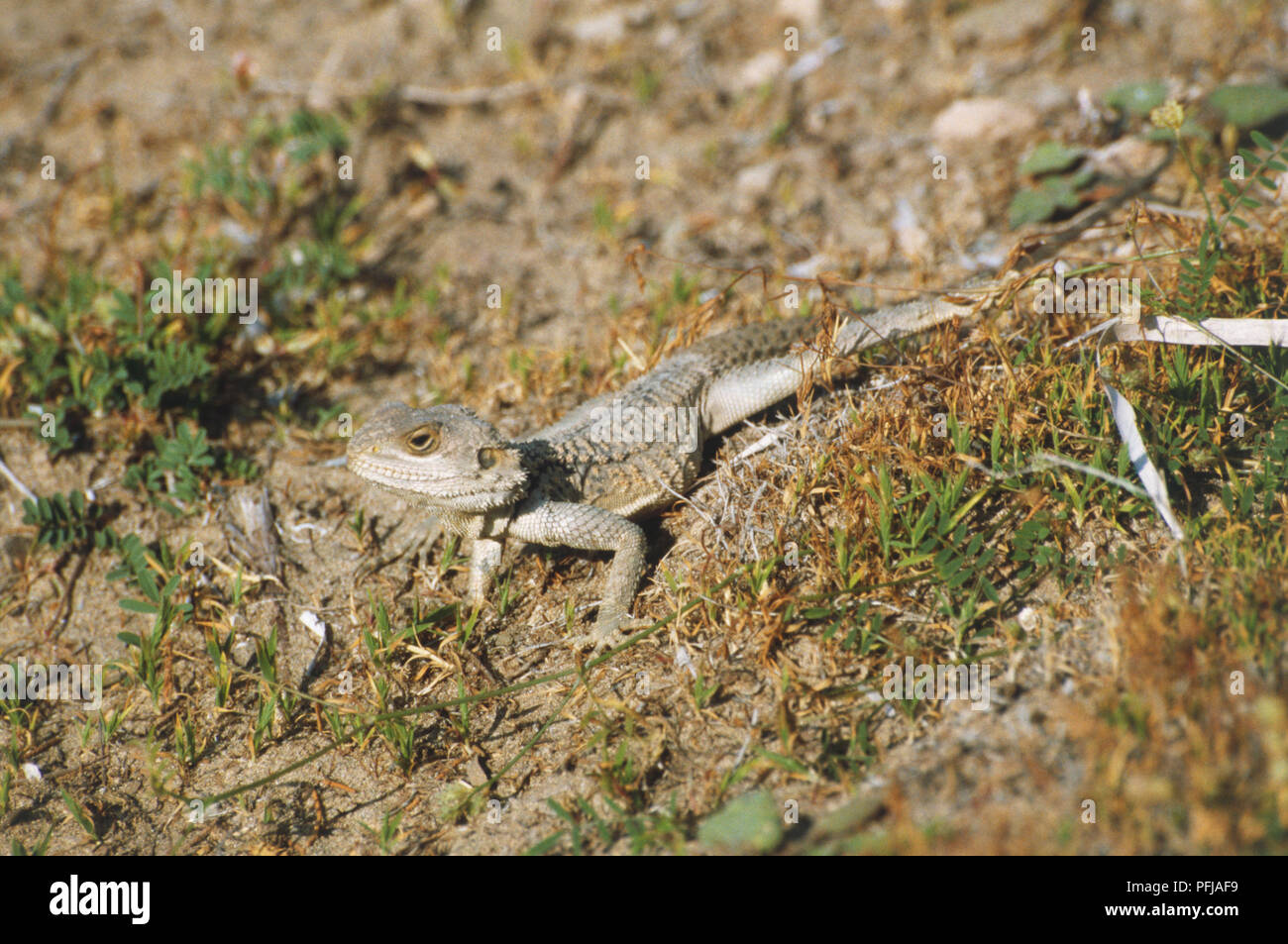 Zyprischen Agama Lizard (Agama Stelio Cypriaca) auf trockenen Shrubland Stockfoto