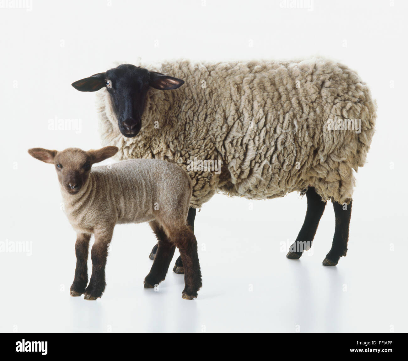 Schwarzes und weißes Mutterschaf mit Lamm (Ovis aries) Stockfoto