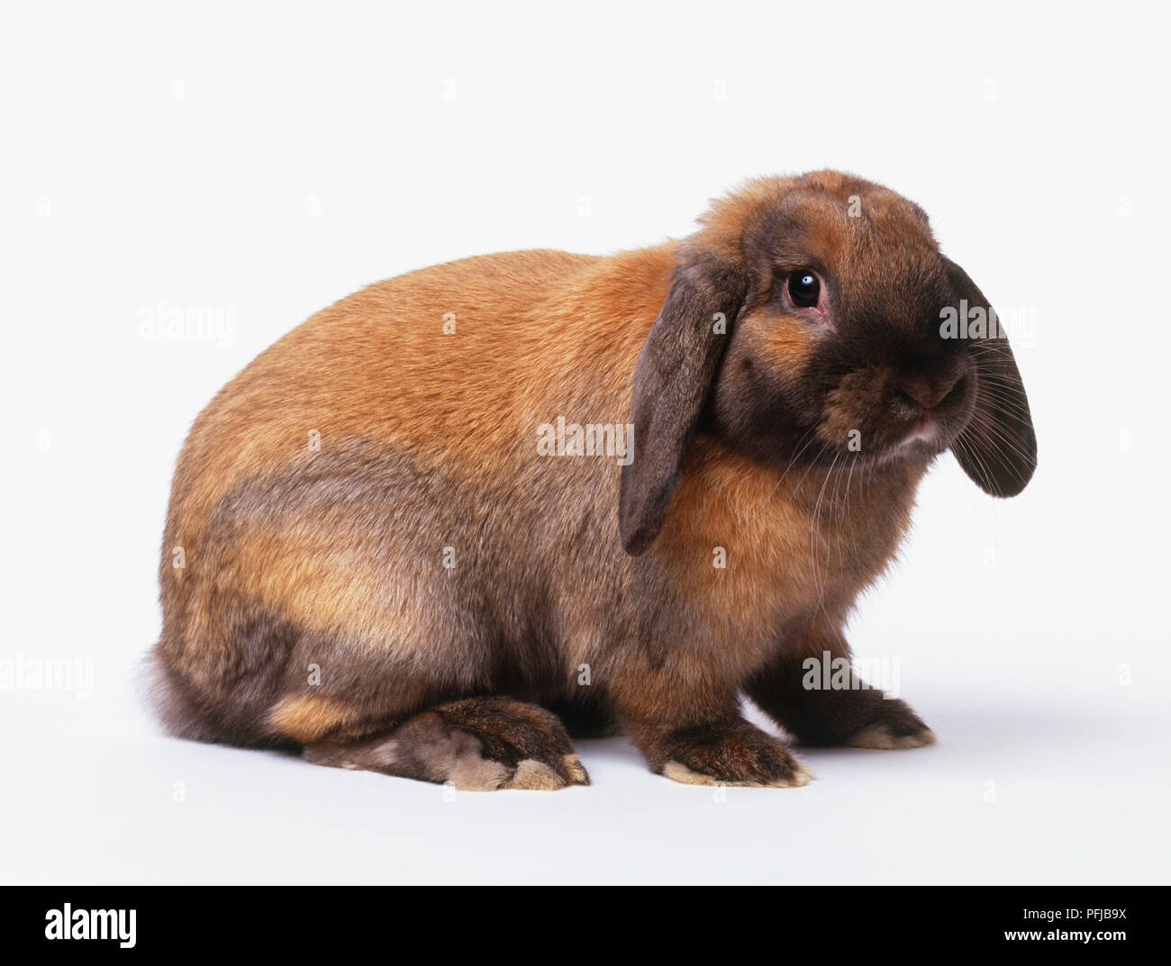 Rot-braune lop-eared Rabbit, Seitenansicht Stockfoto