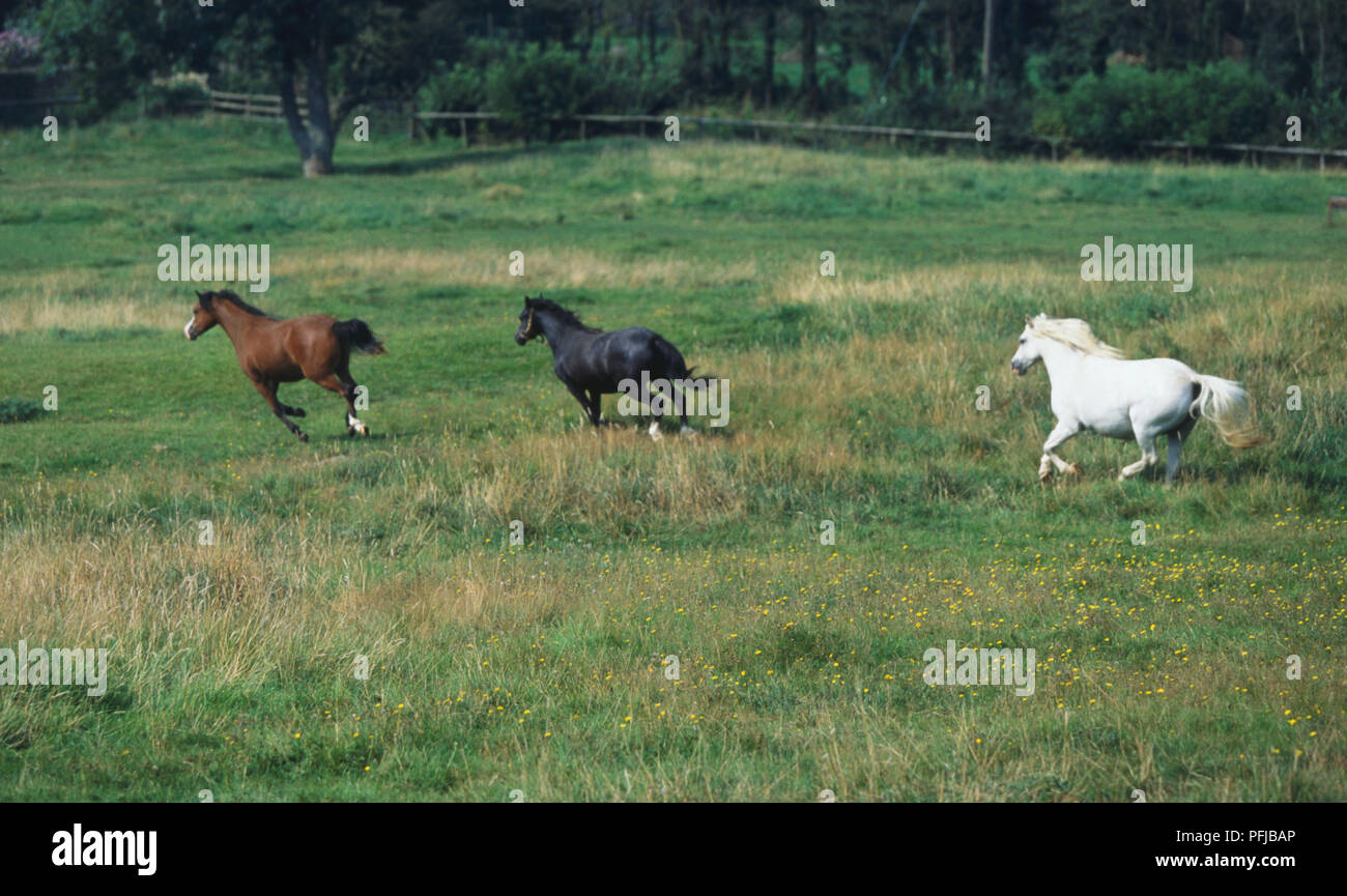 Drei Ponys (Equus caballus), ein weißer, ein schwarzes und ein braunes, galoppieren durch ein Feld Stockfoto